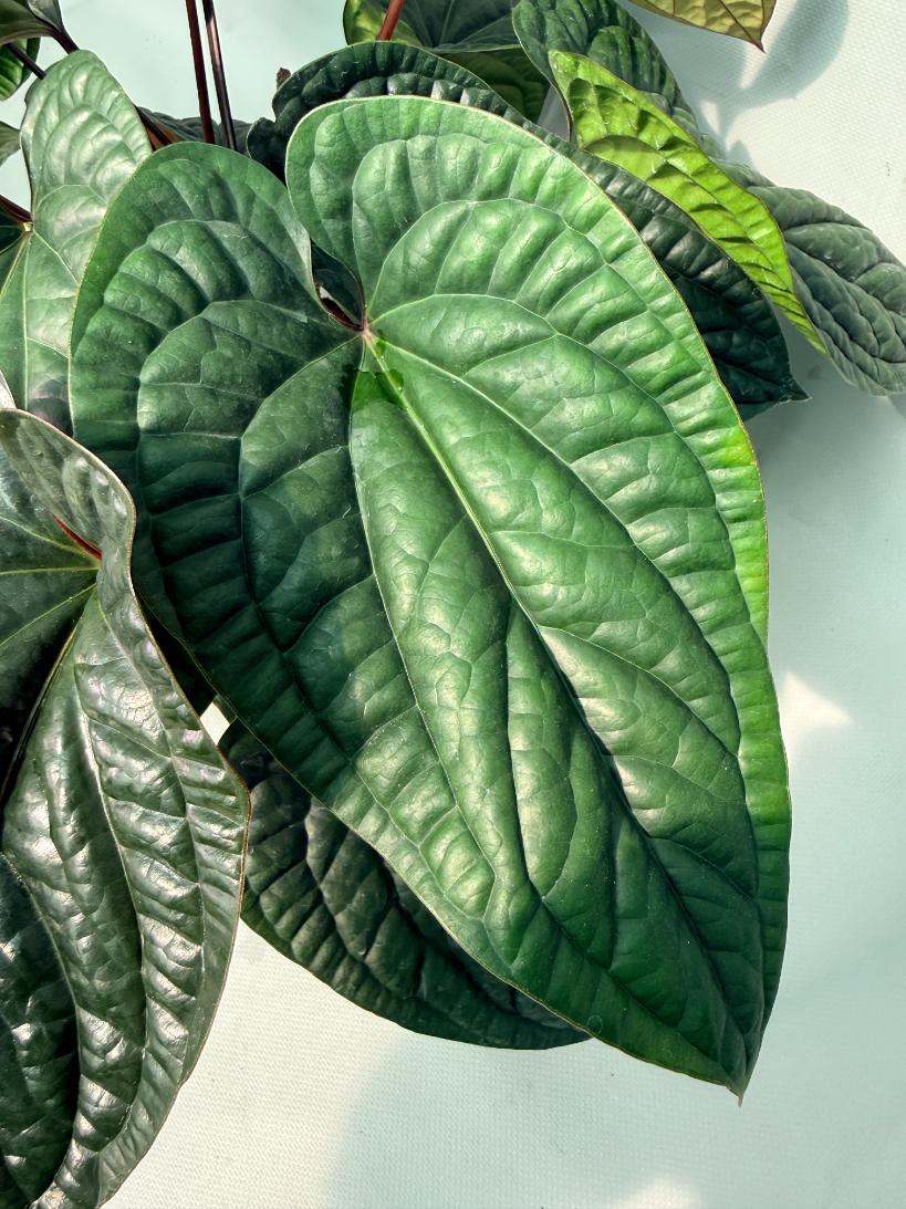 Anthurium Luxurians x Radicans  XL 07