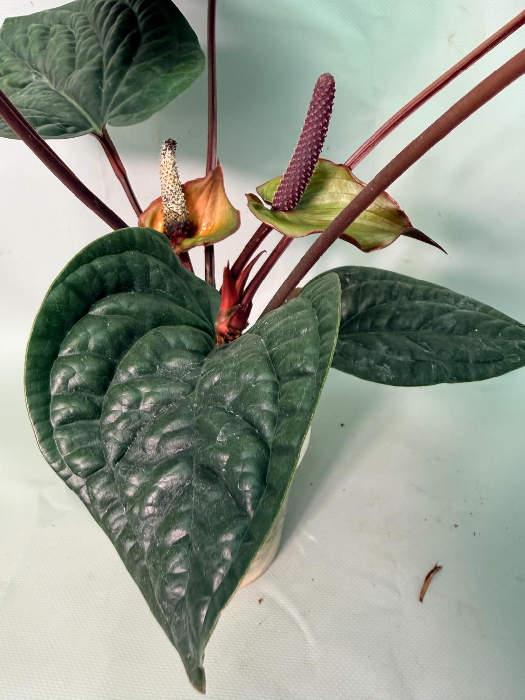 Anthurium Luxurians x Radicans XL | Welovetropicalplants