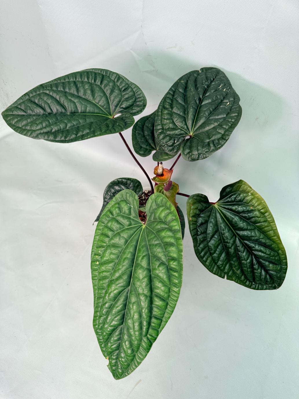 Anthurium Luxurians x Radicans  XL 02