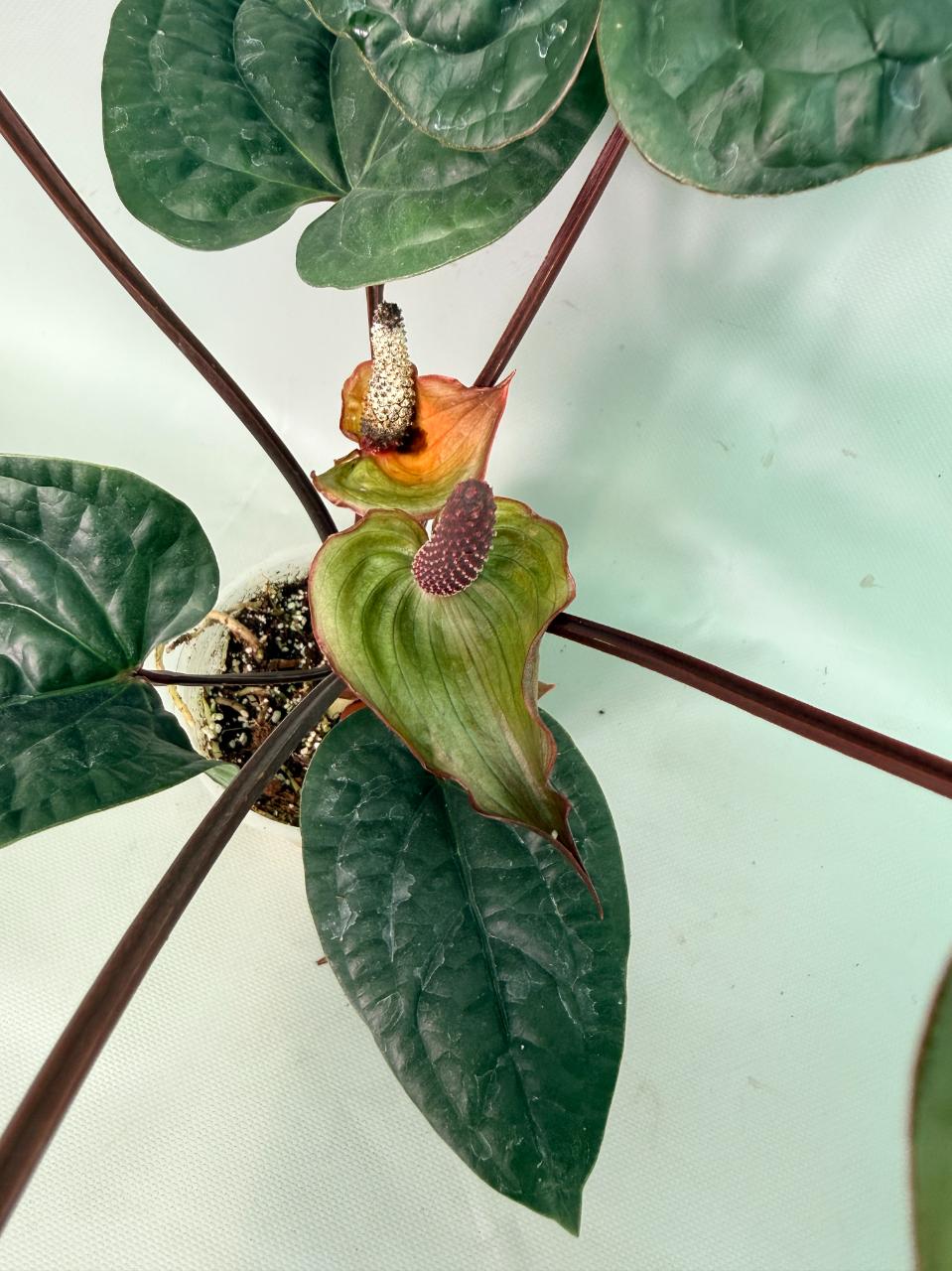 Anthurium Luxurians x Radicans  XL 03
