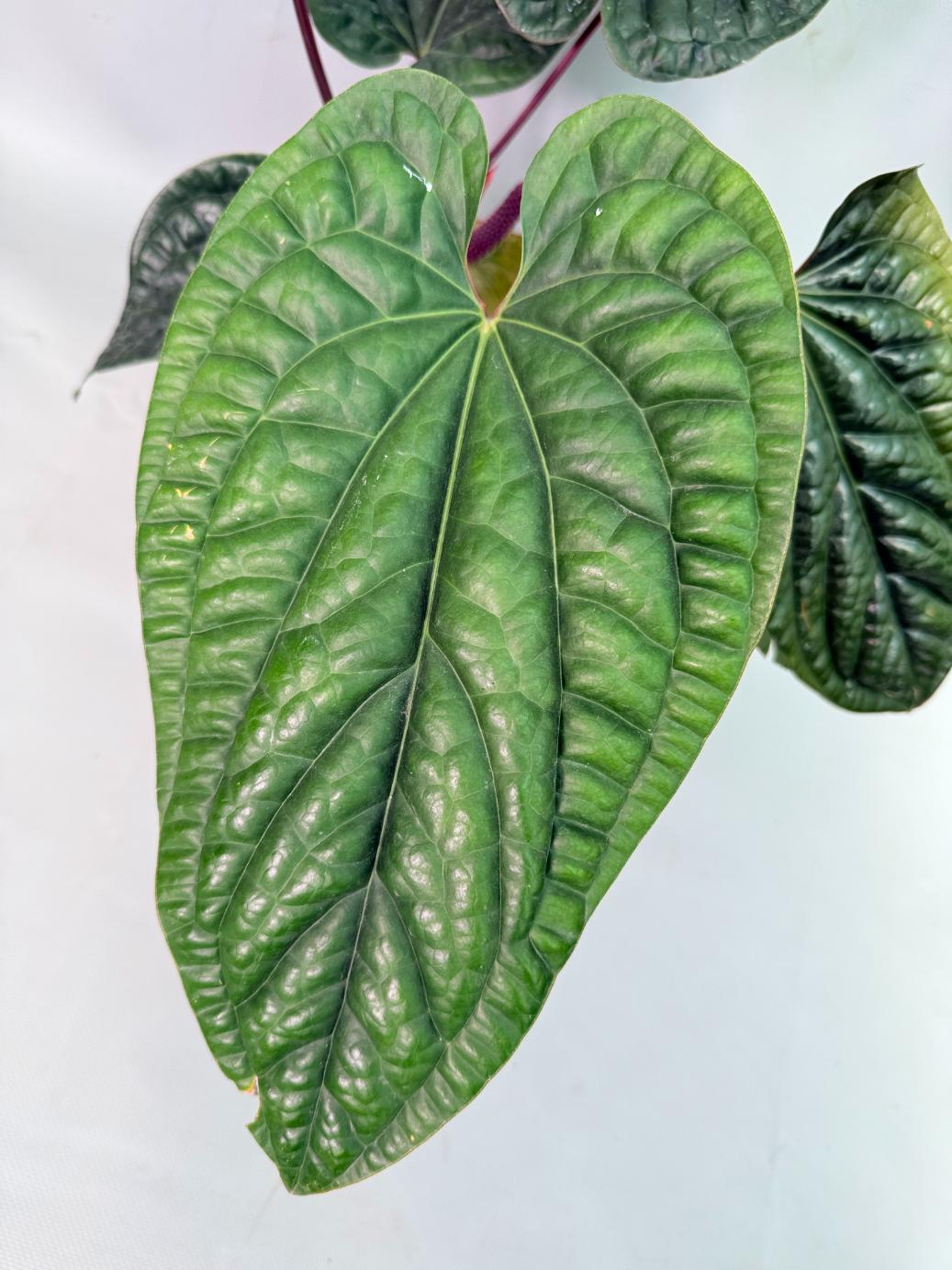 Anthurium Luxurians x Radicans  XL 04