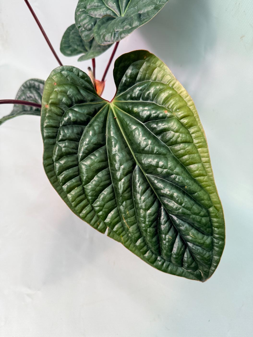 Anthurium Luxurians x Radicans  XL 06