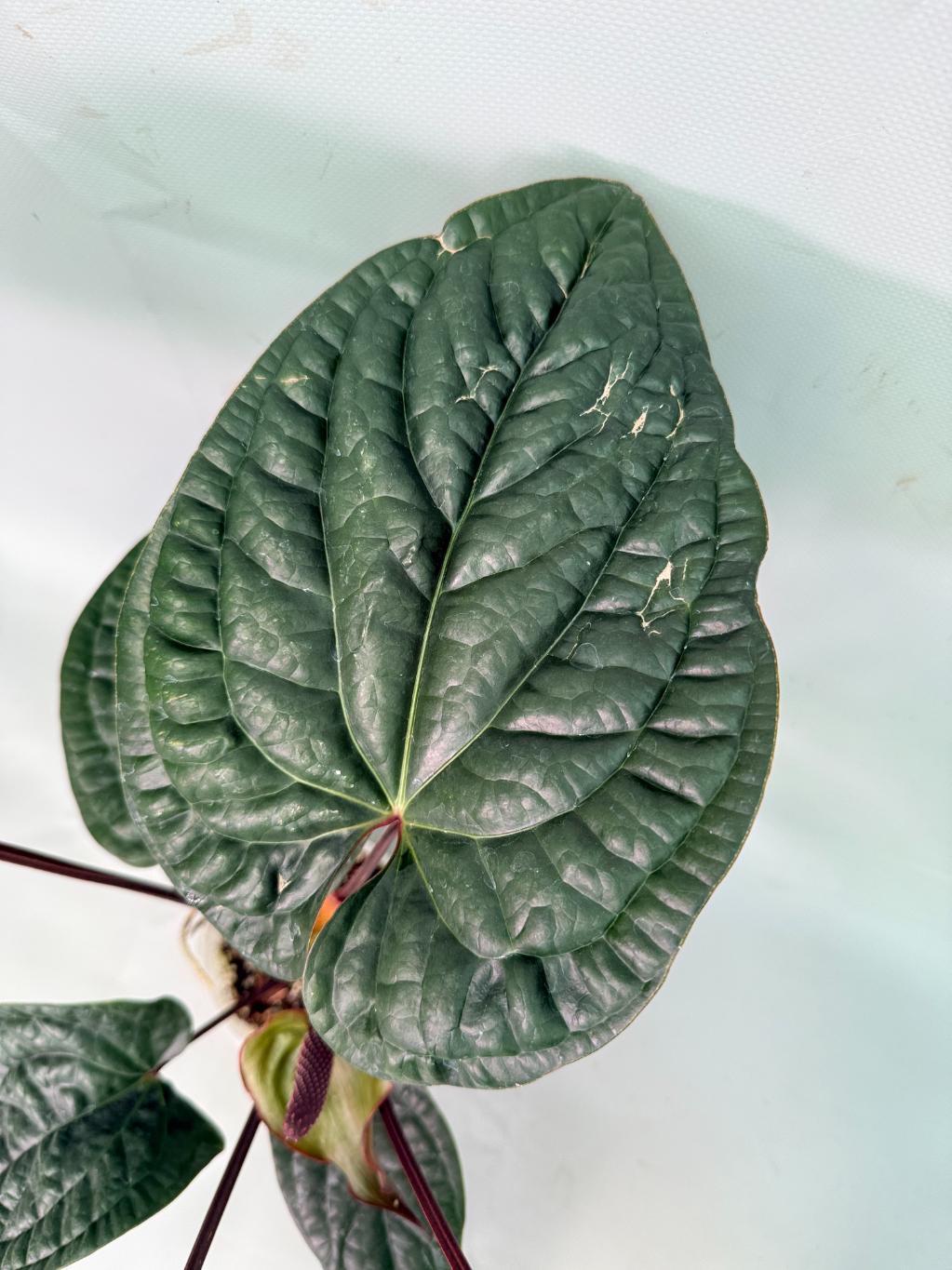Anthurium Luxurians x Radicans  XL 07
