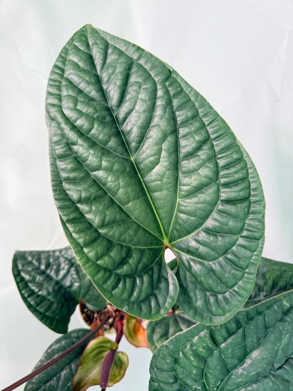 Anthurium Luxurians x Radicans  XL 10