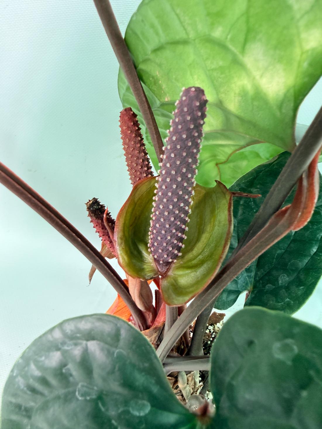 Anthurium Luxurians x Radicans  XL 02