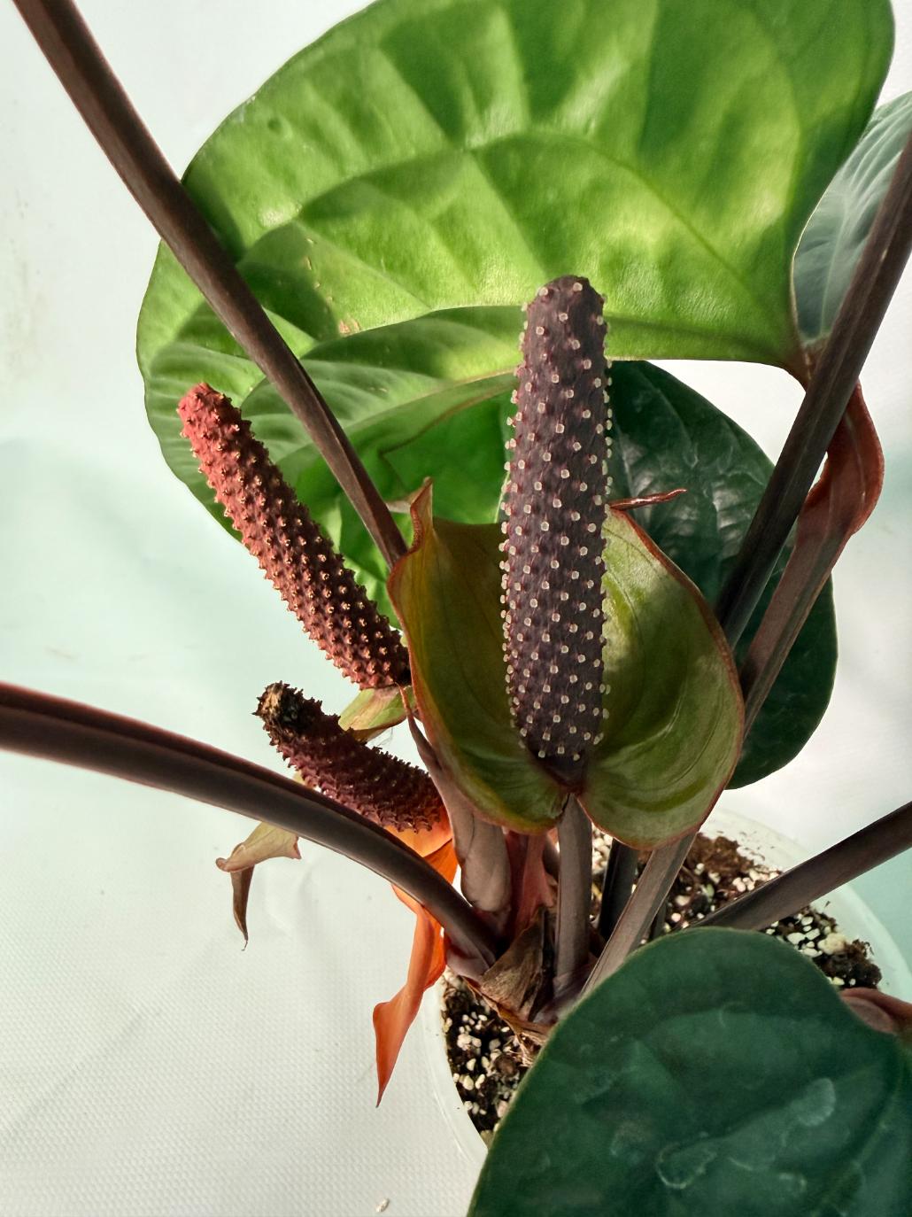 Anthurium Luxurians x Radicans  XL 09