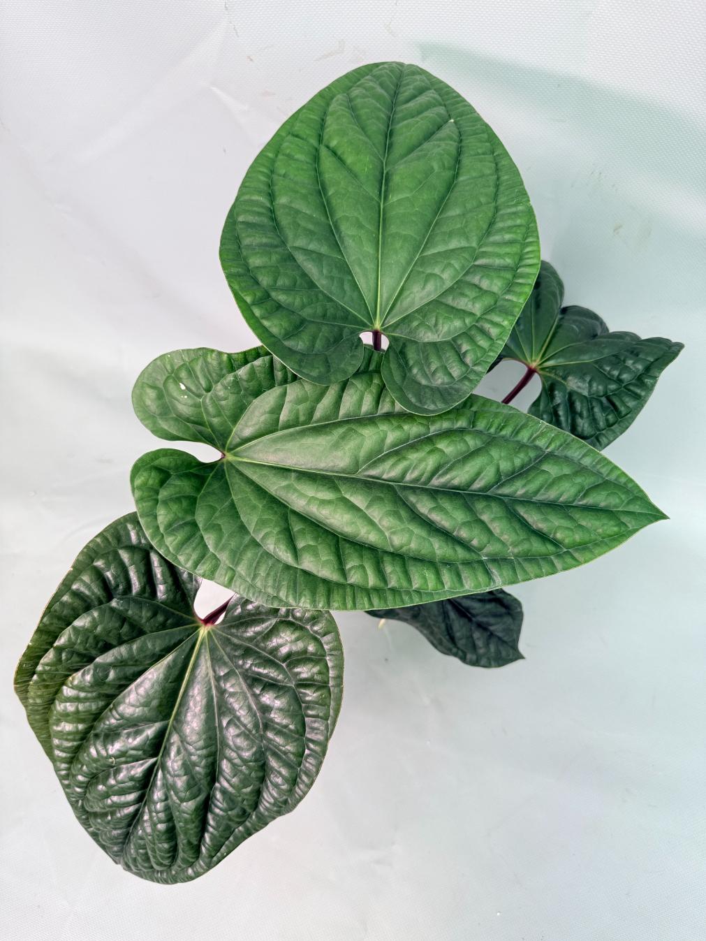 Anthurium Luxurians x Radicans  XL 10