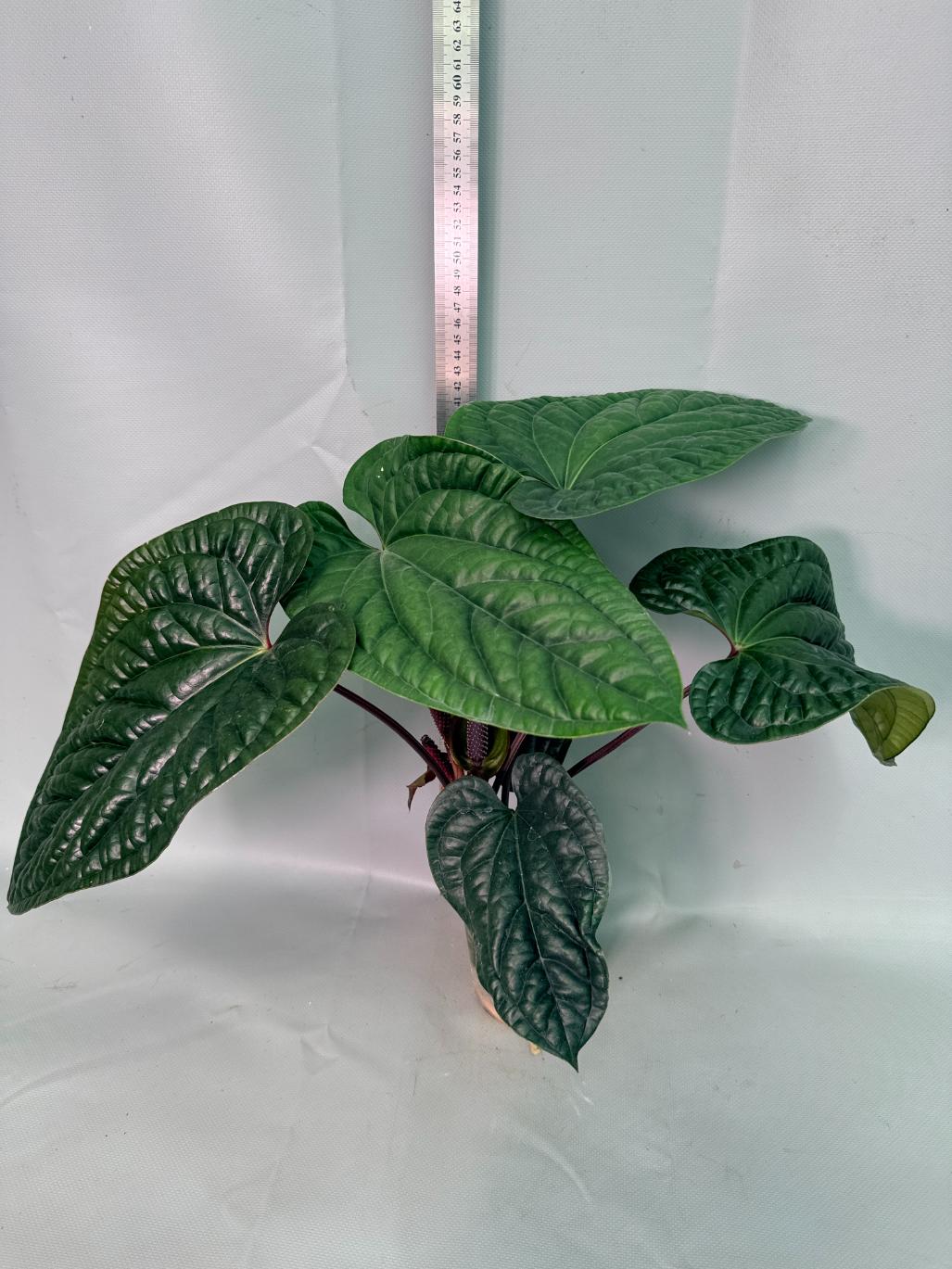 Anthurium Luxurians x Radicans  XL 04