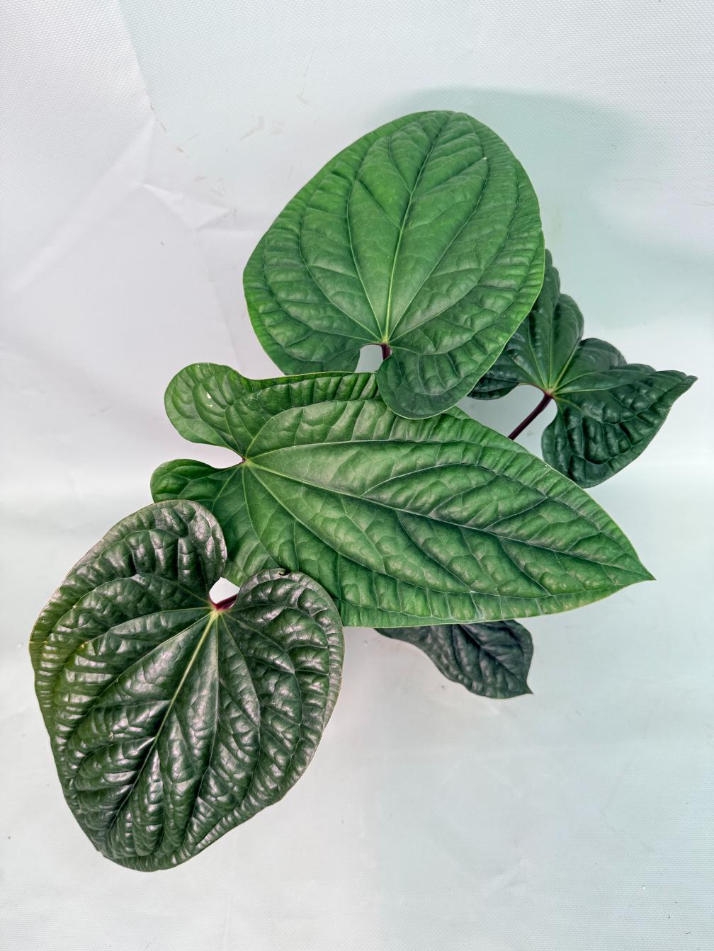 Anthurium Luxurians x Radicans  XL 01