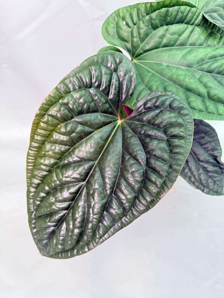 Anthurium Luxurians x Radicans  XL 05