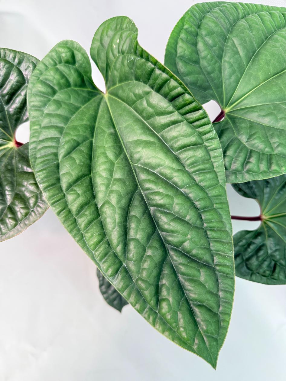 Anthurium Luxurians x Radicans  XL 03