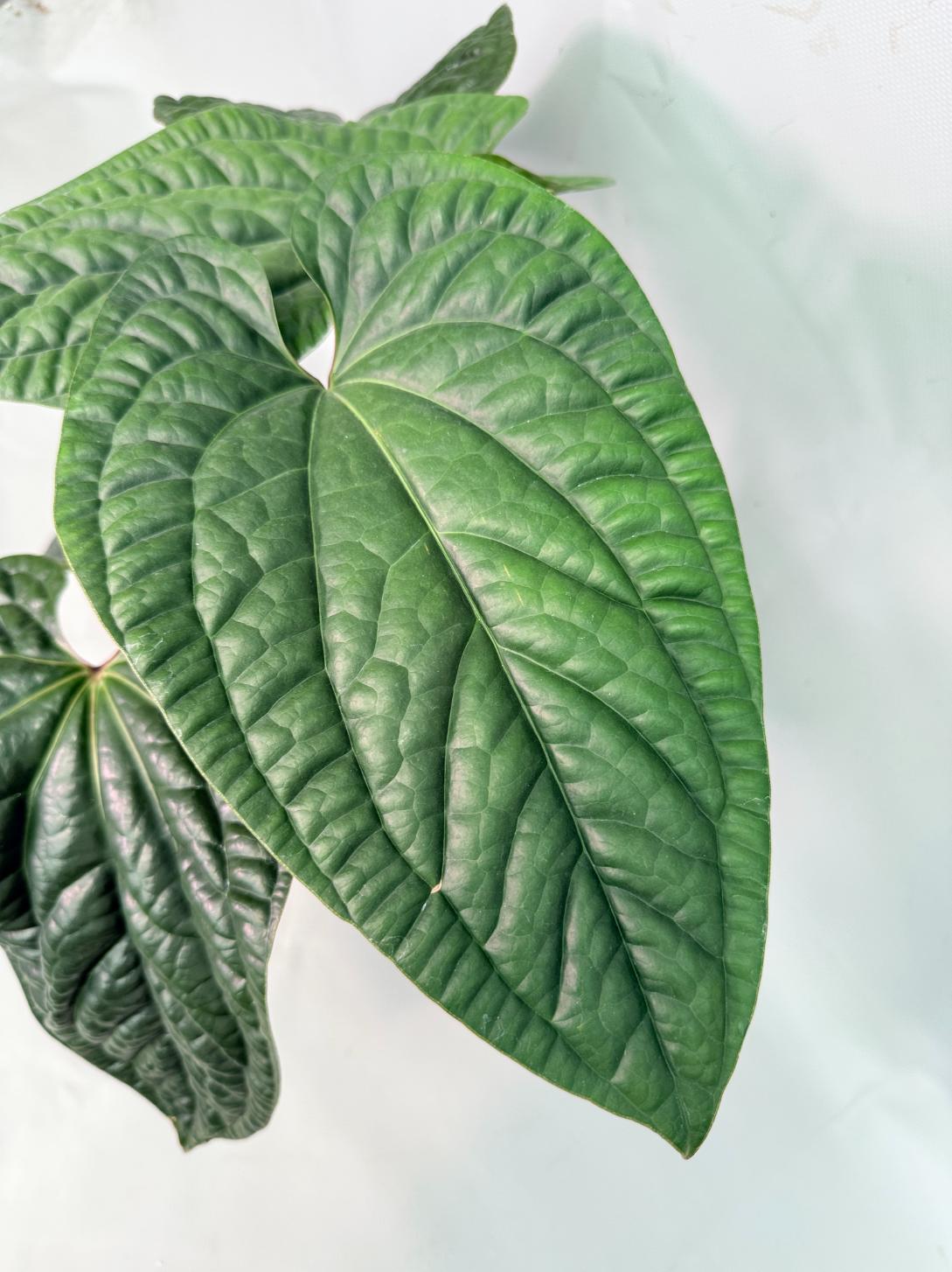 Anthurium Luxurians x Radicans  XL 06