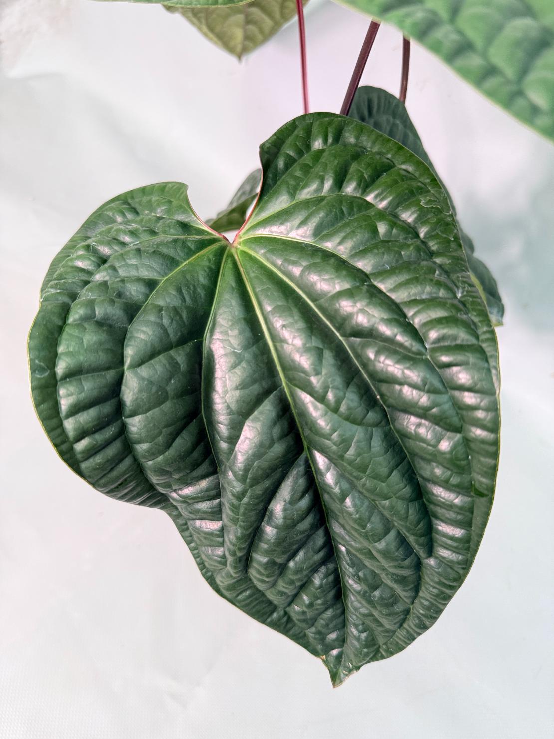 Anthurium Luxurians x Radicans  XL 07
