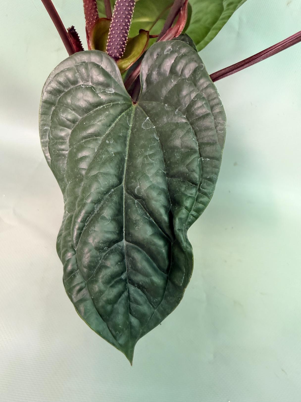 Anthurium Luxurians x Radicans  XL 08