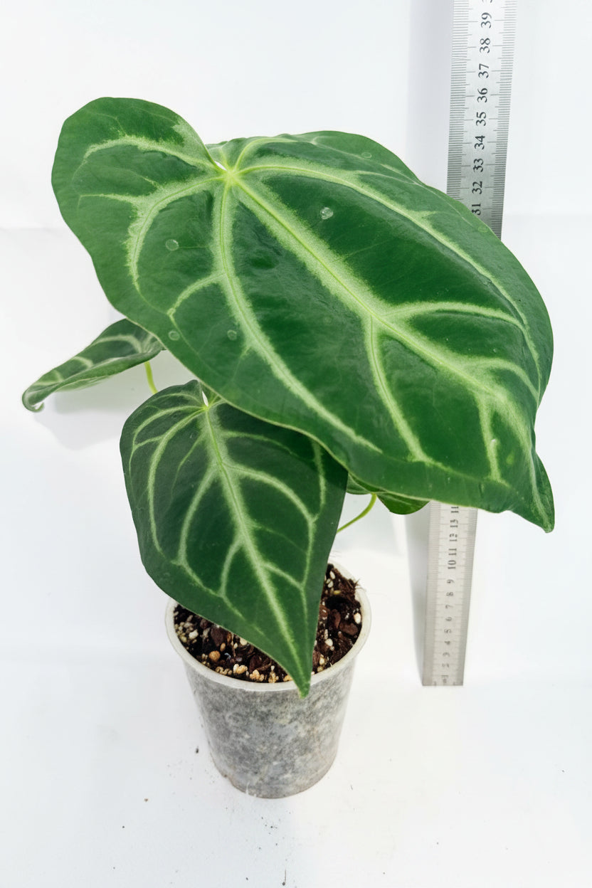 AnthuriumMAGNIFICUM_02