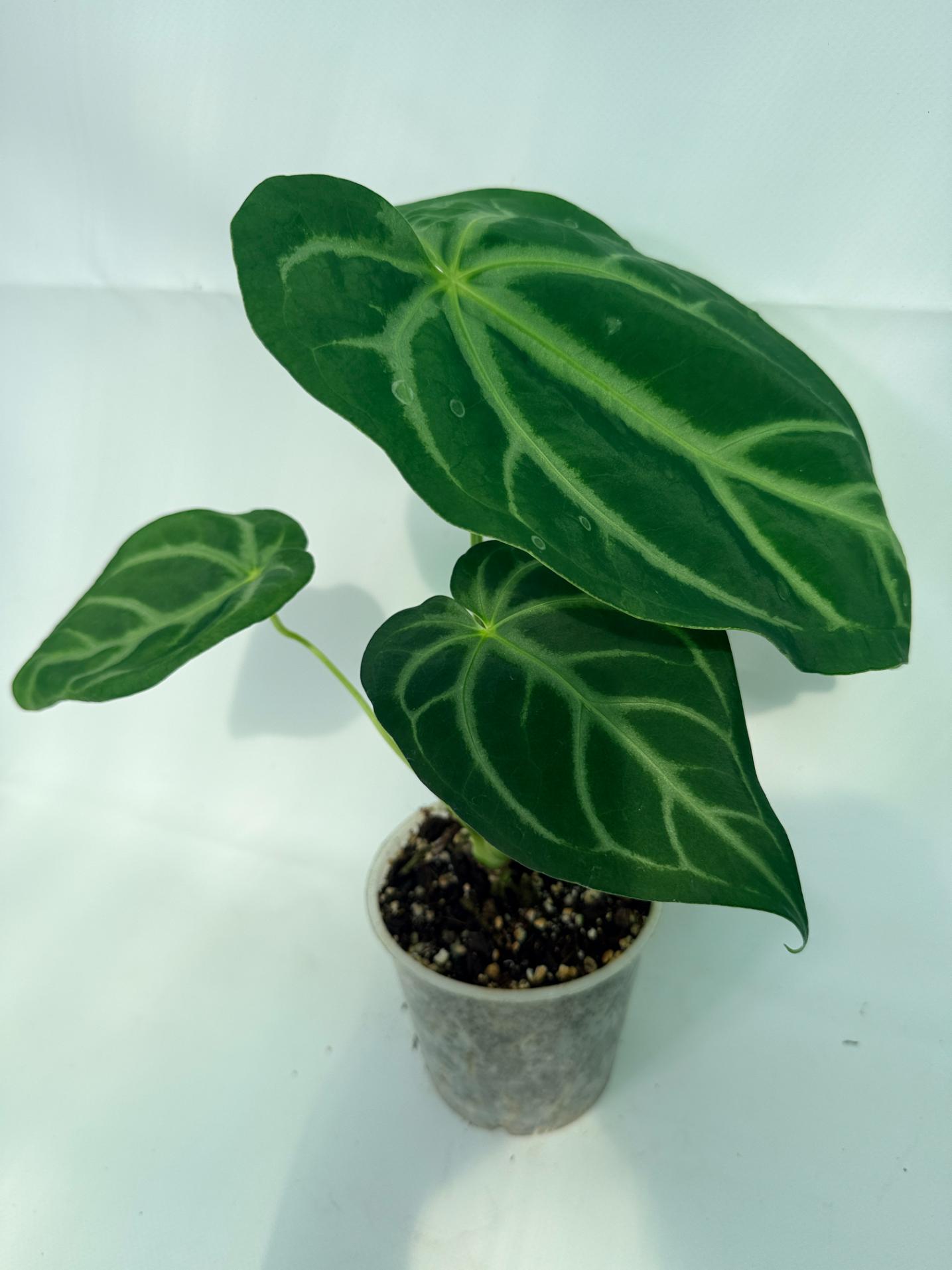 AnthuriumMAGNIFICUM_04