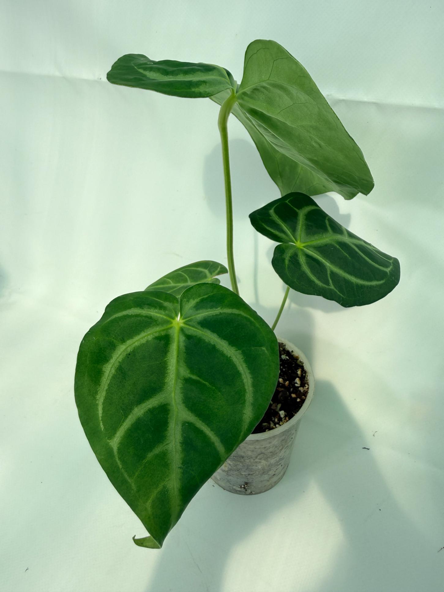 AnthuriumMAGNIFICUM_05