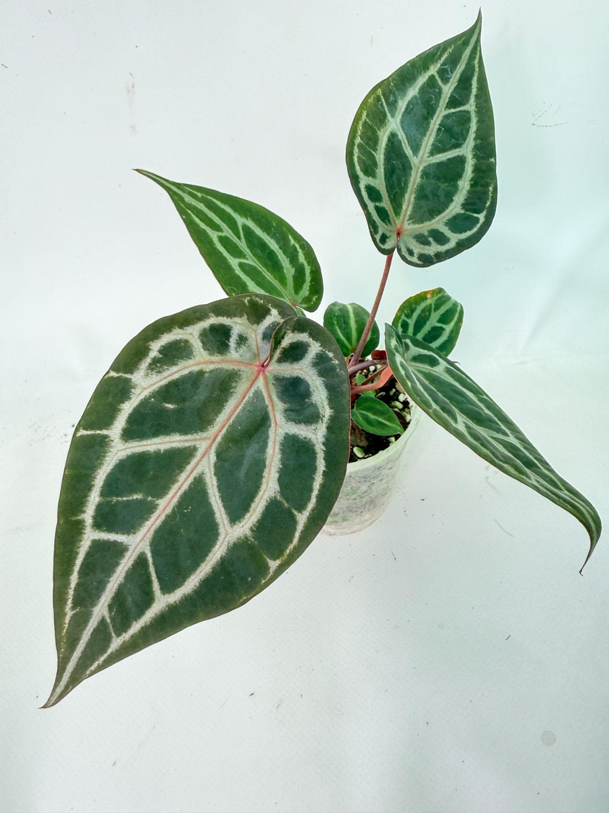 Anthurium Michelle 01