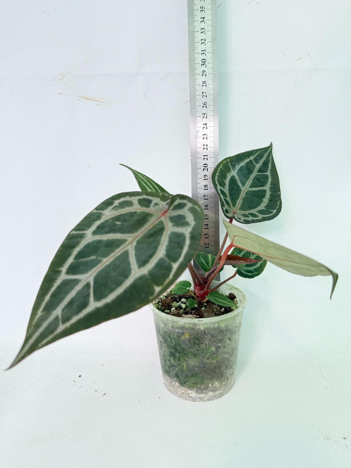 Anthurium Michelle 09