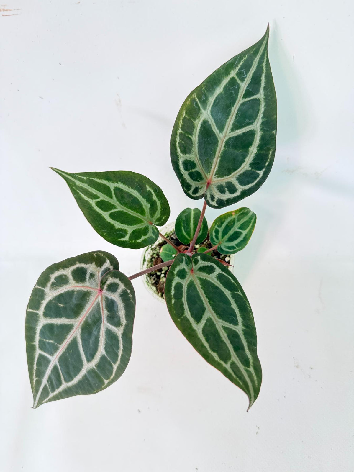Anthurium Michelle 05