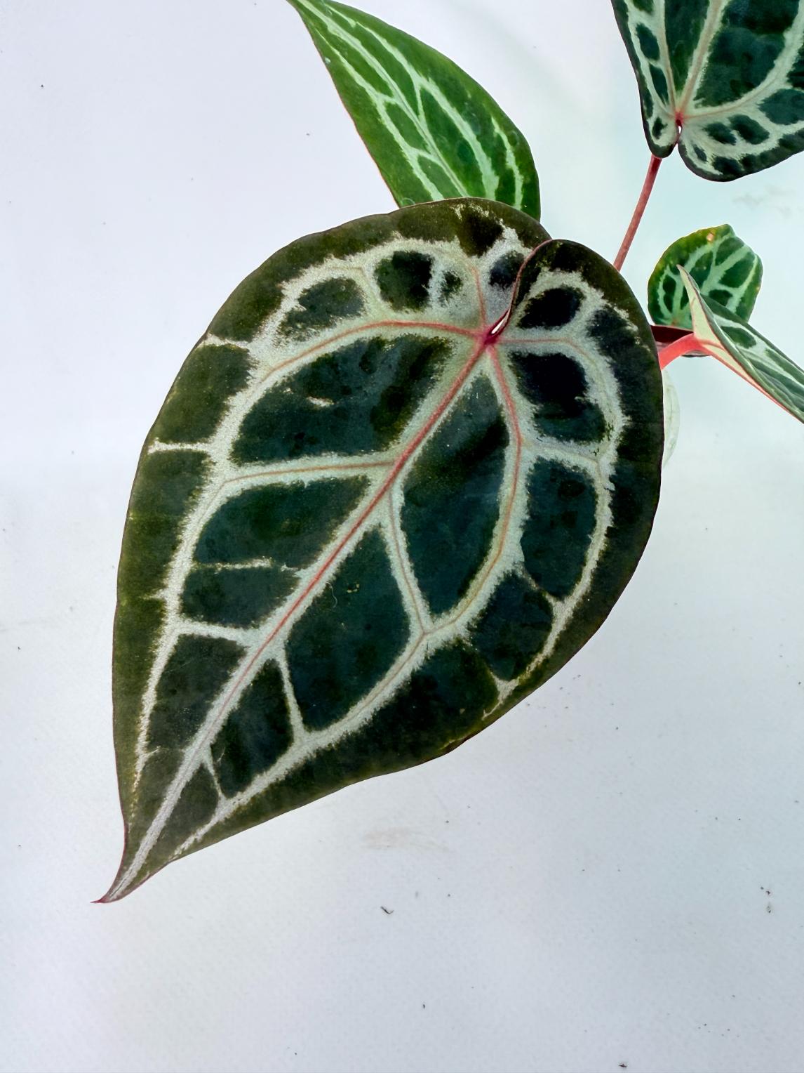 Anthurium Michelle 04