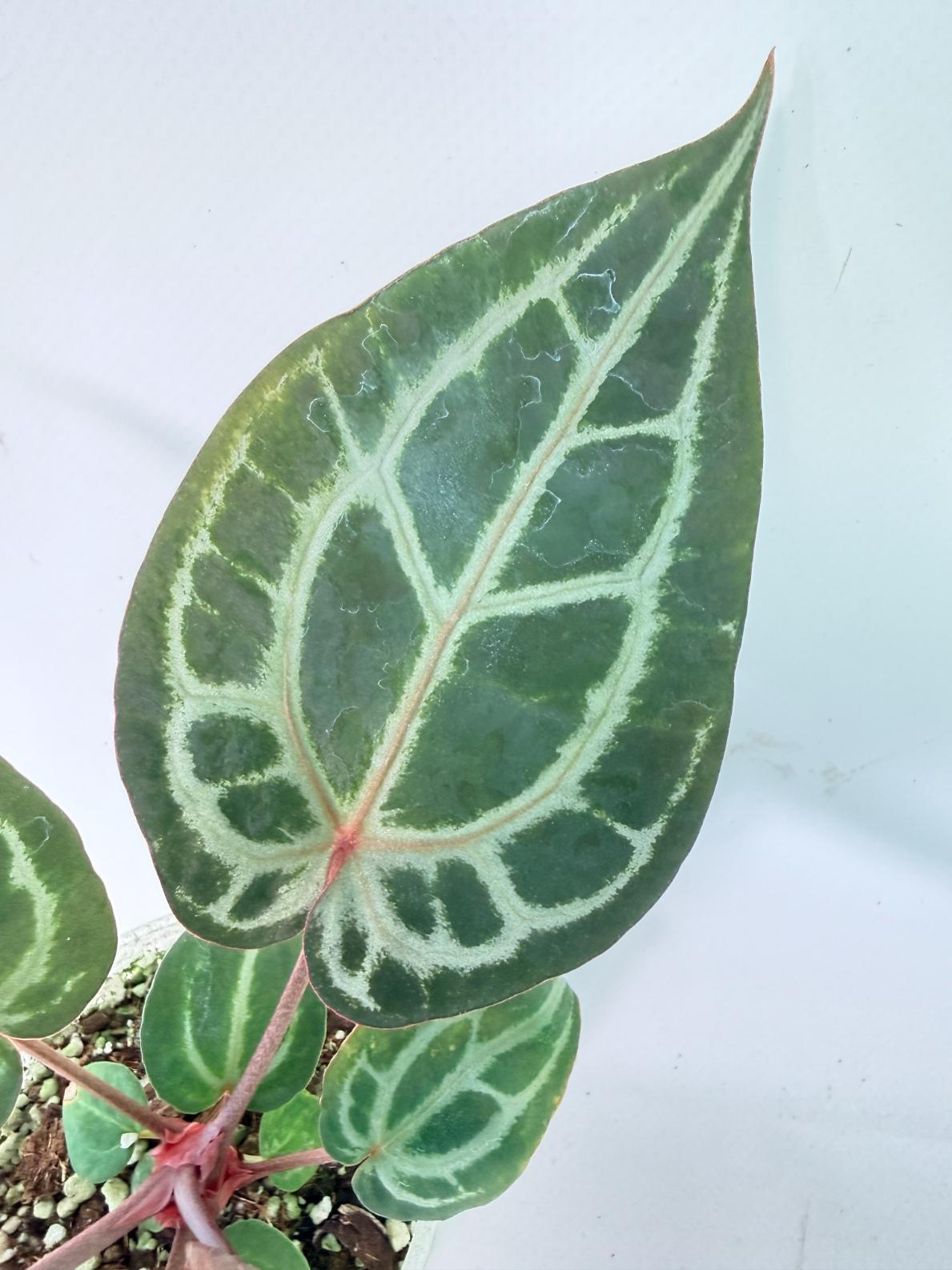 Anthurium Michelle 06