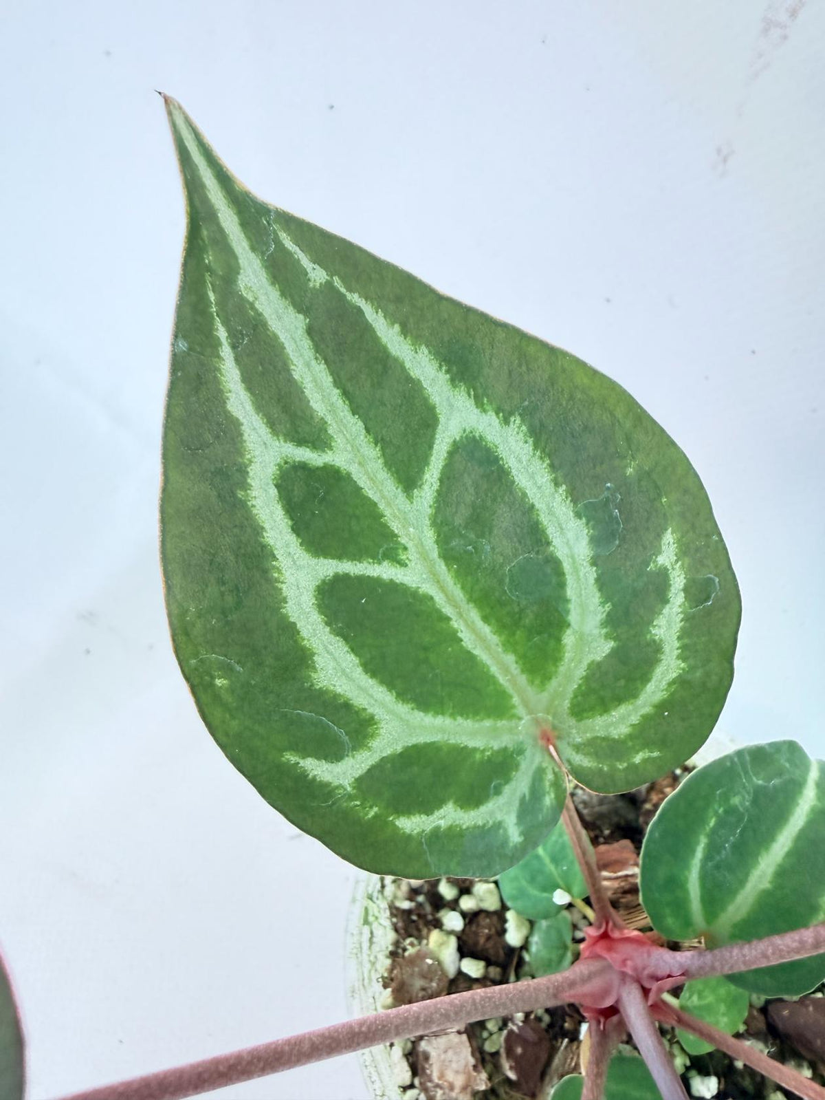 Anthurium Michelle 03