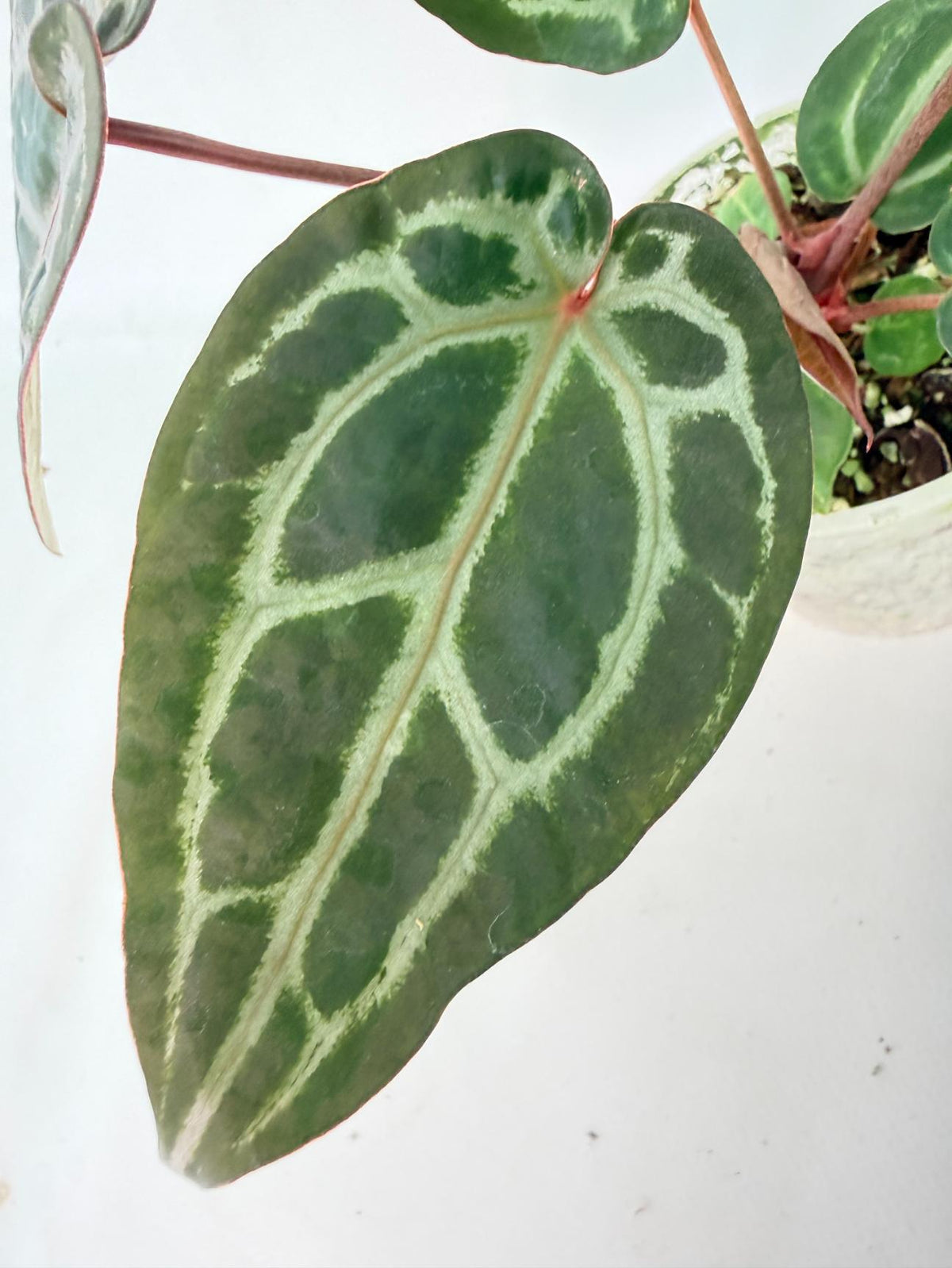 Anthurium Michelle 07