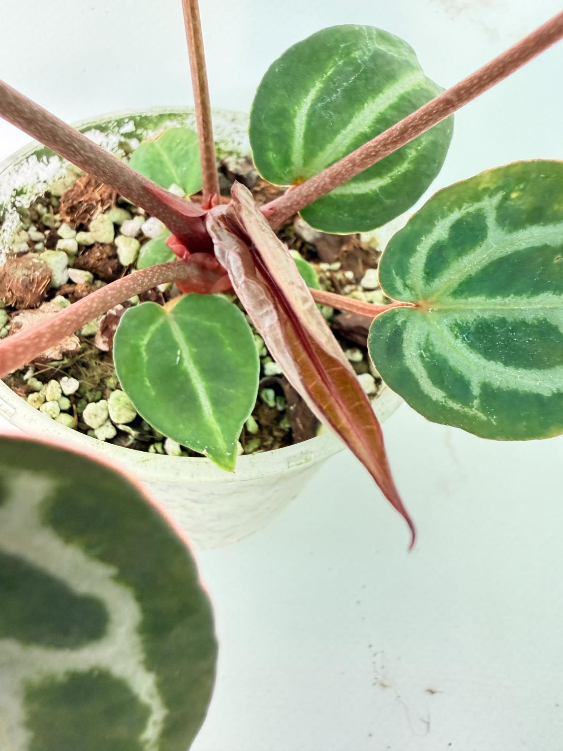 Anthurium Michelle 08