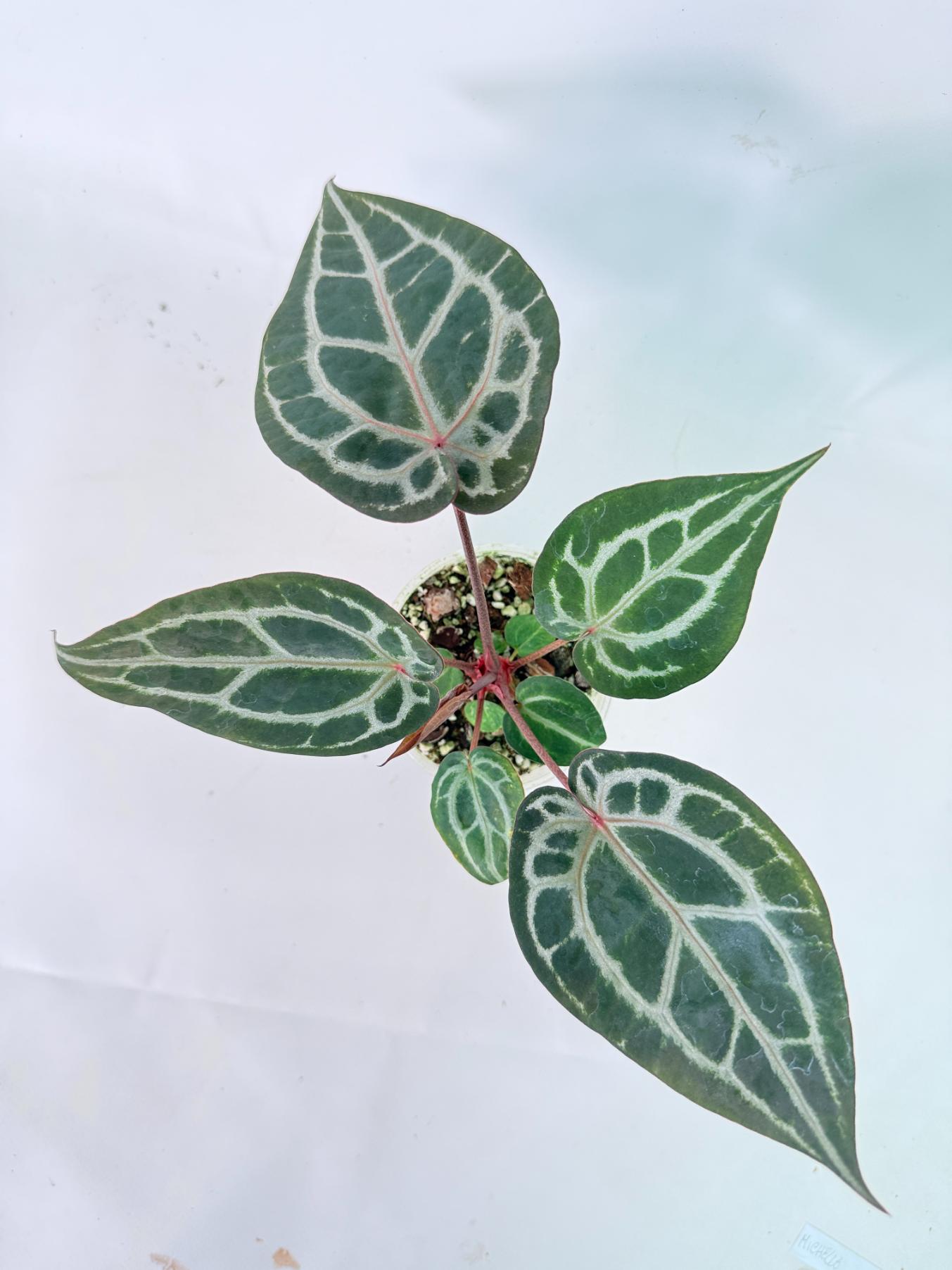 Anthurium Michelle 02