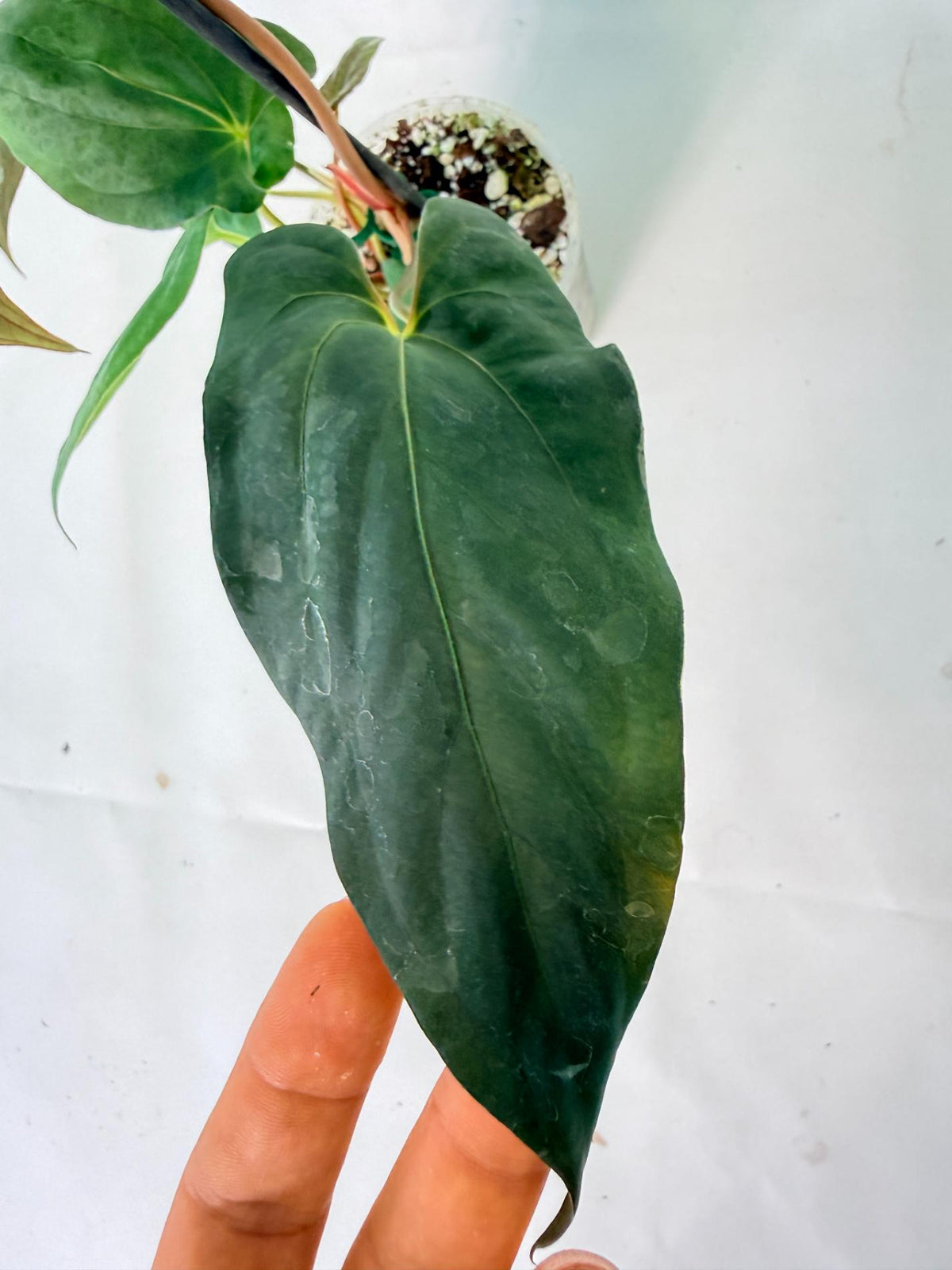 Anthurium Papillilaminum 08