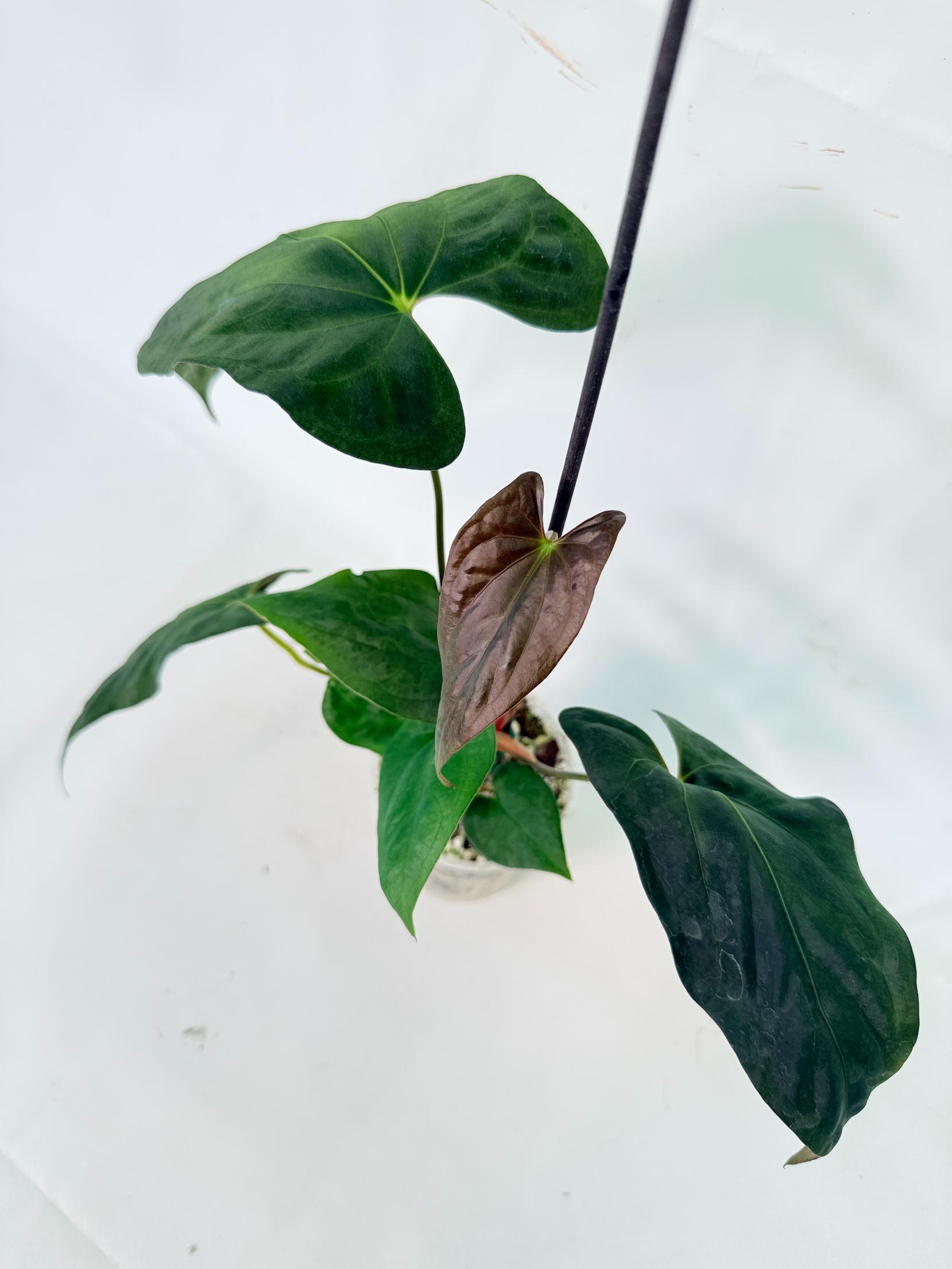 Anthurium Papillilaminum 09