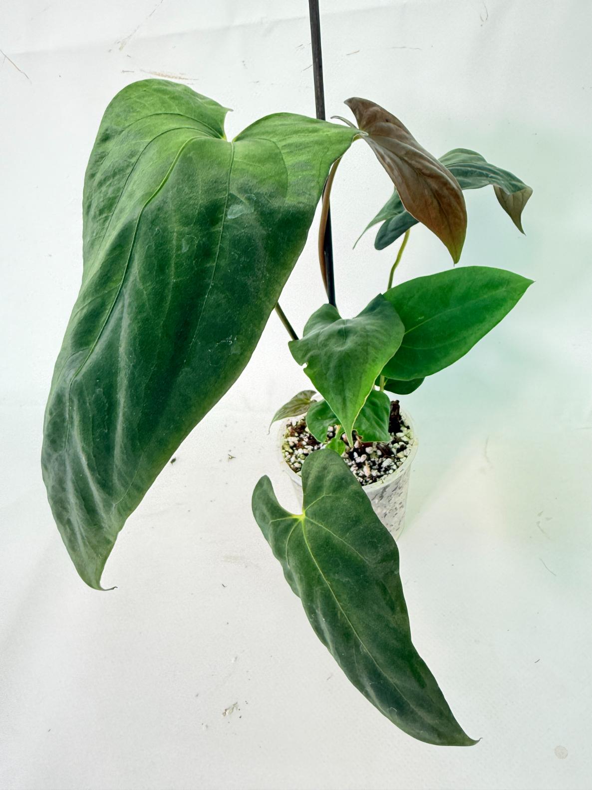 Anthurium Papillilaminum 01