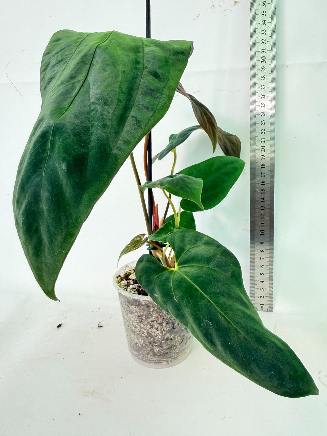 Anthurium Papillilaminum 03