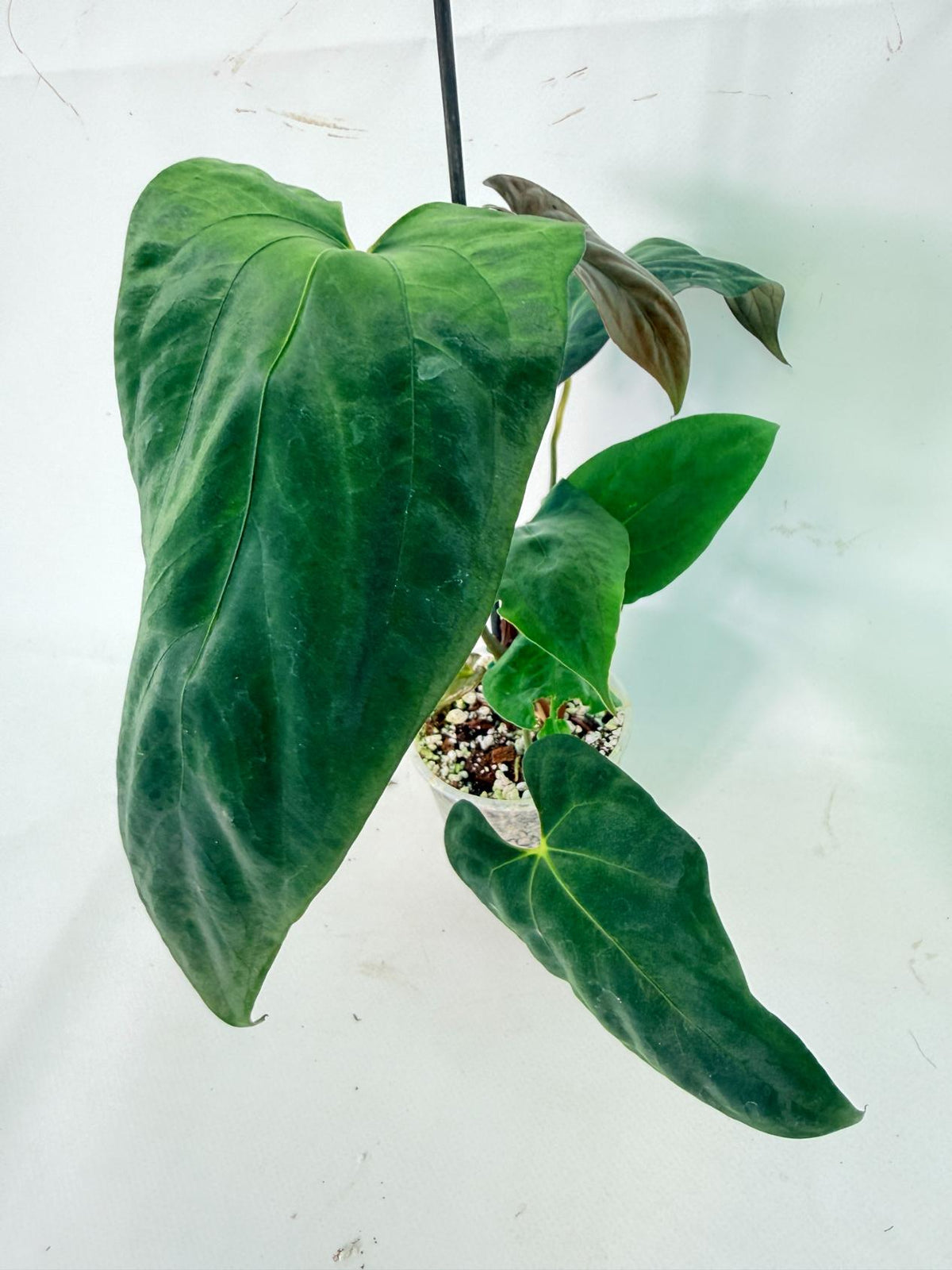Anthurium Papillilaminum 04