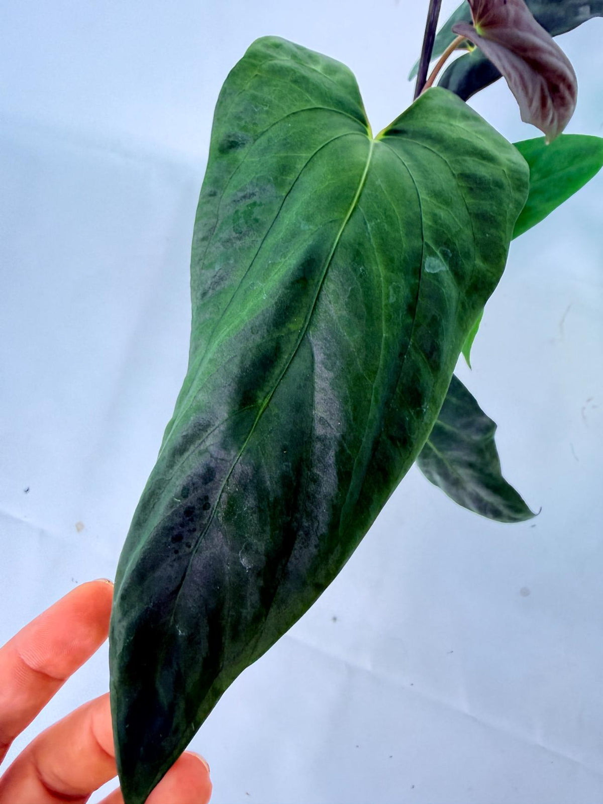 Anthurium Papillilaminum 05