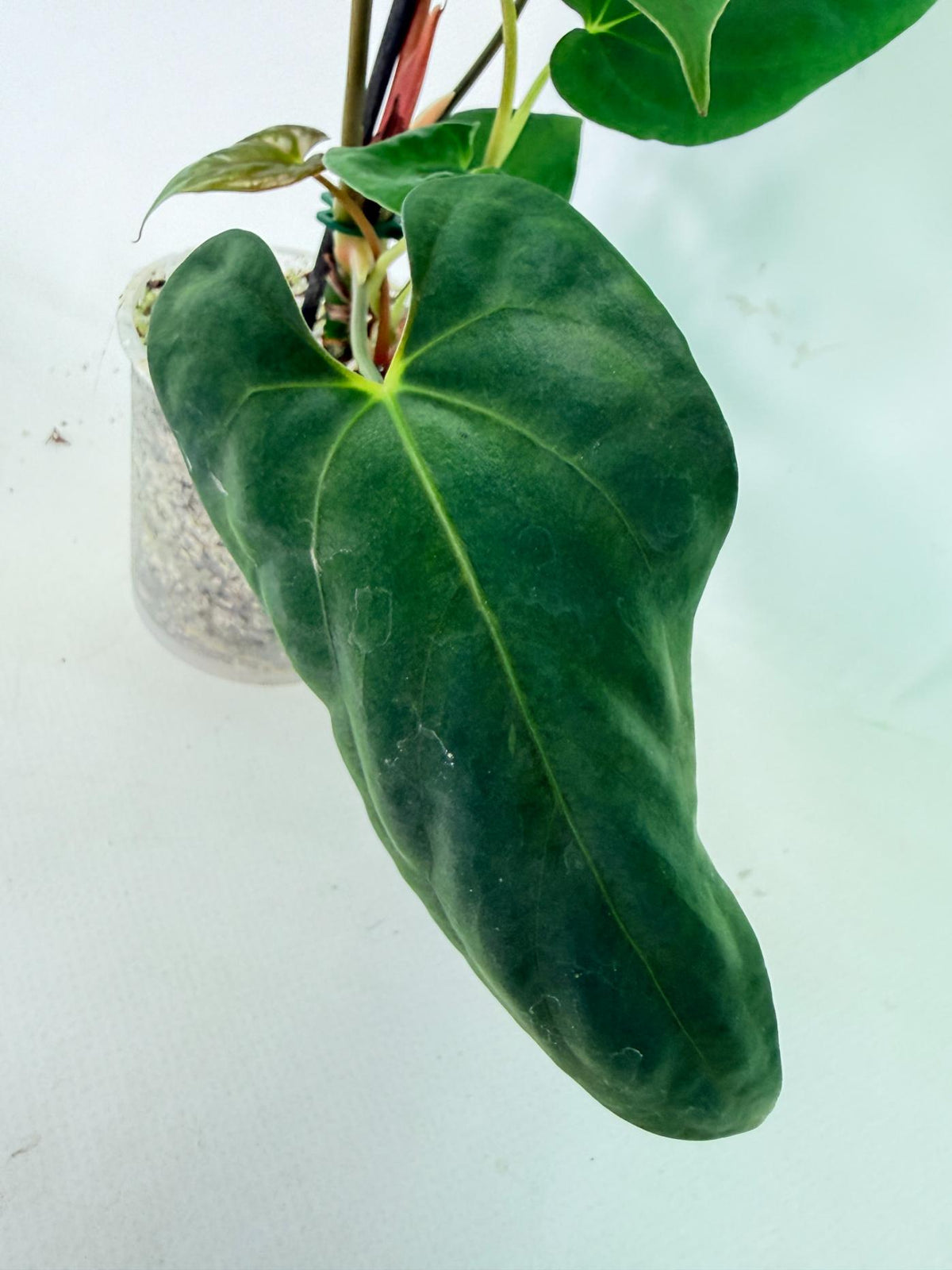 Anthurium Papillilaminum 06
