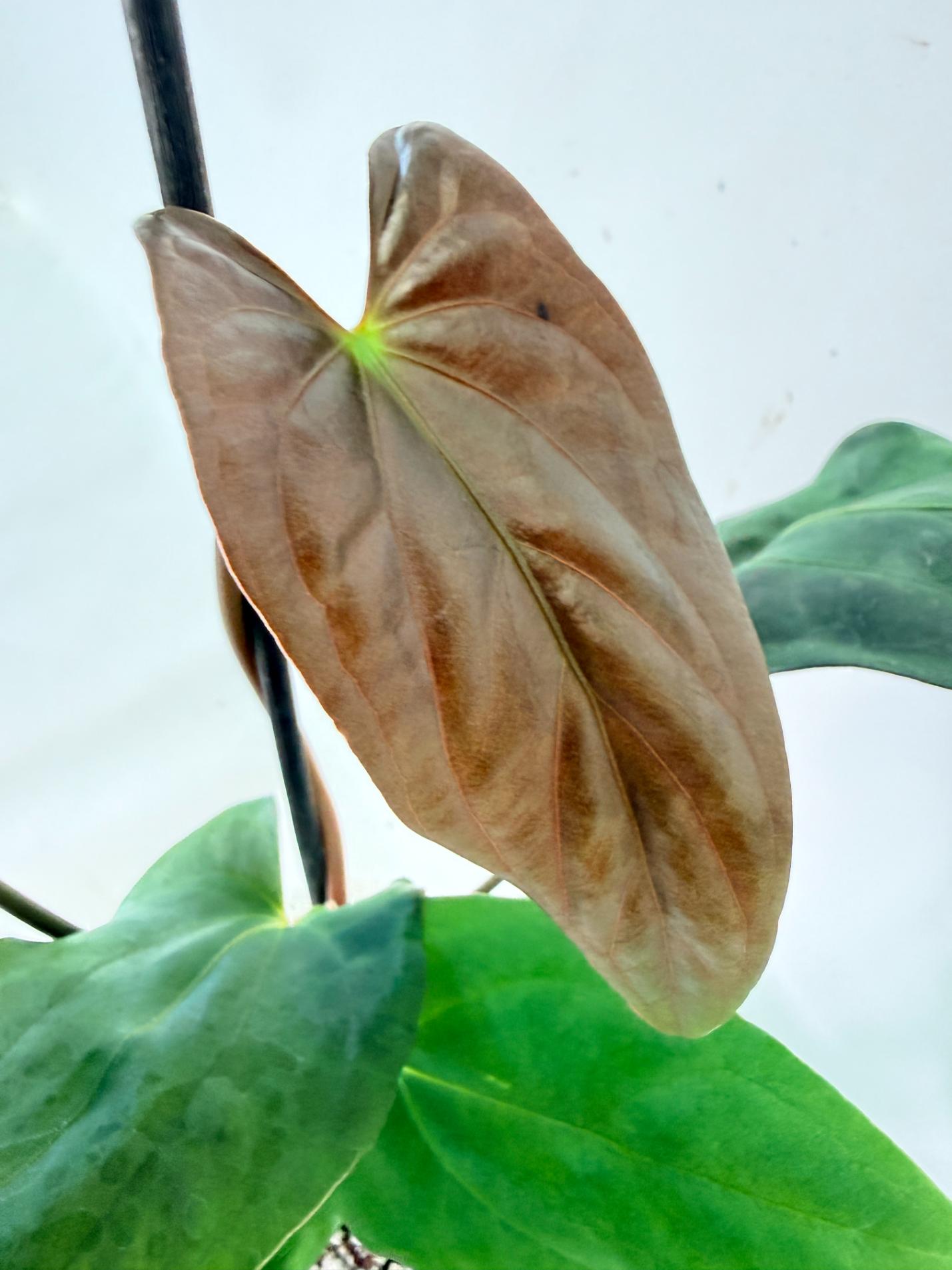Anthurium Papillilaminum 02