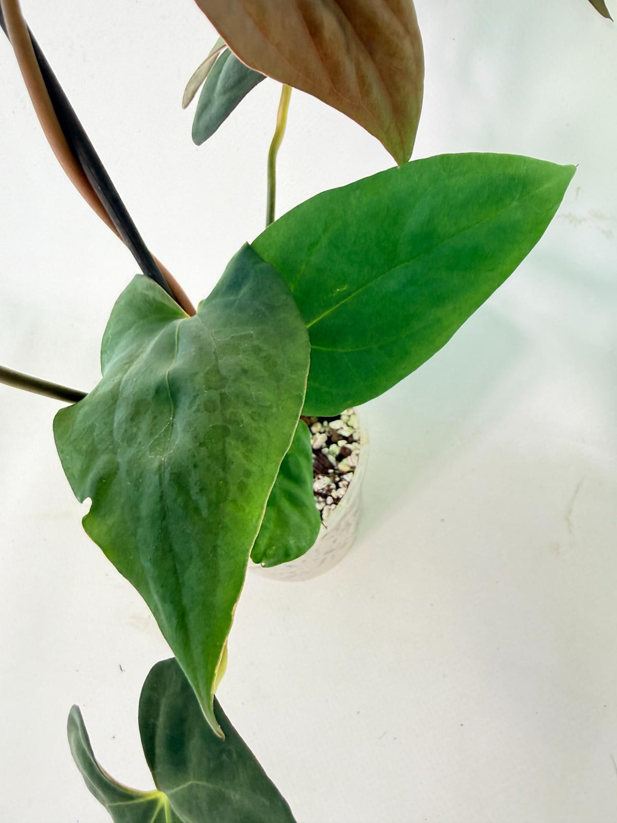 Anthurium Papillilaminum 07