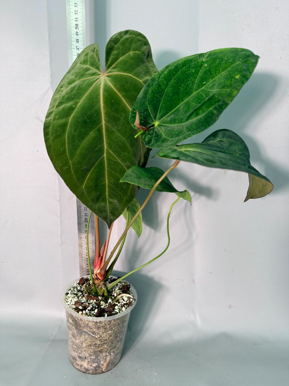 Anthurium Papillilaminum x Magnificum XL