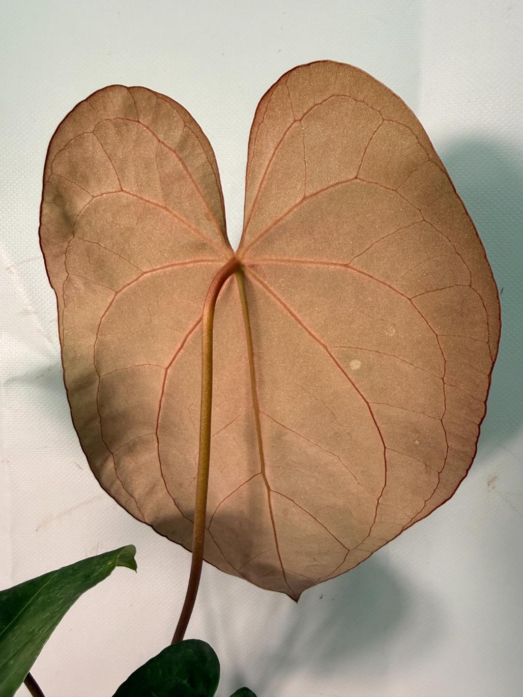 Anthurium Papillilaminum x Magnificum XL