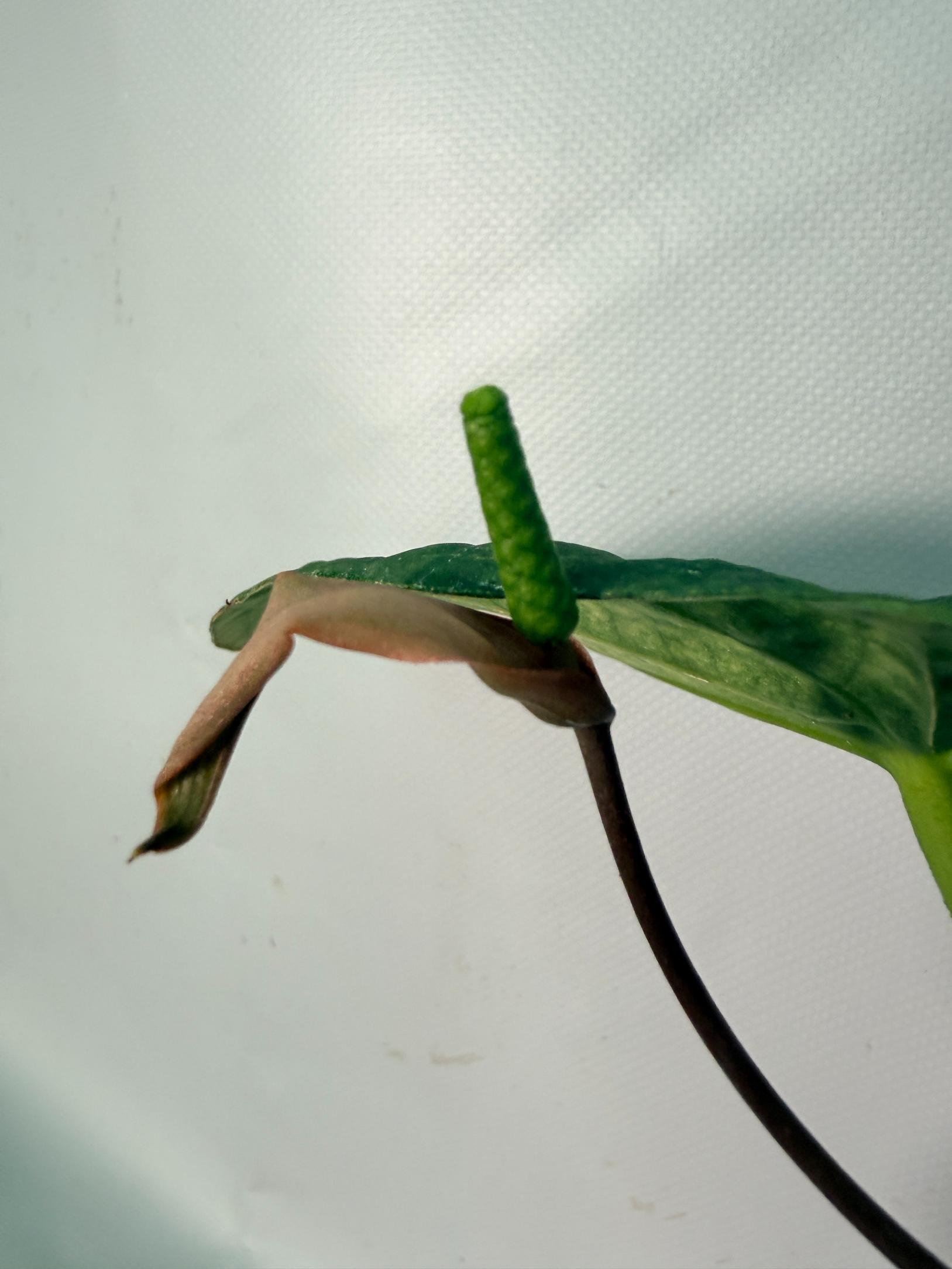 Anthurium Papillilaminum x Magnificum XL