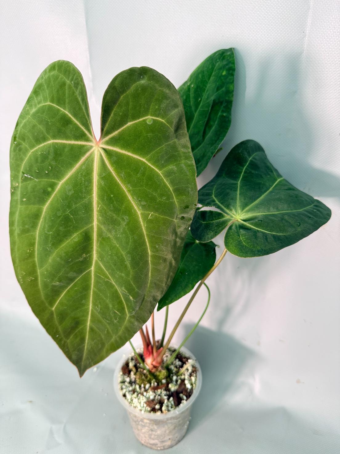 Anthurium Papillilaminum x Magnificum XL