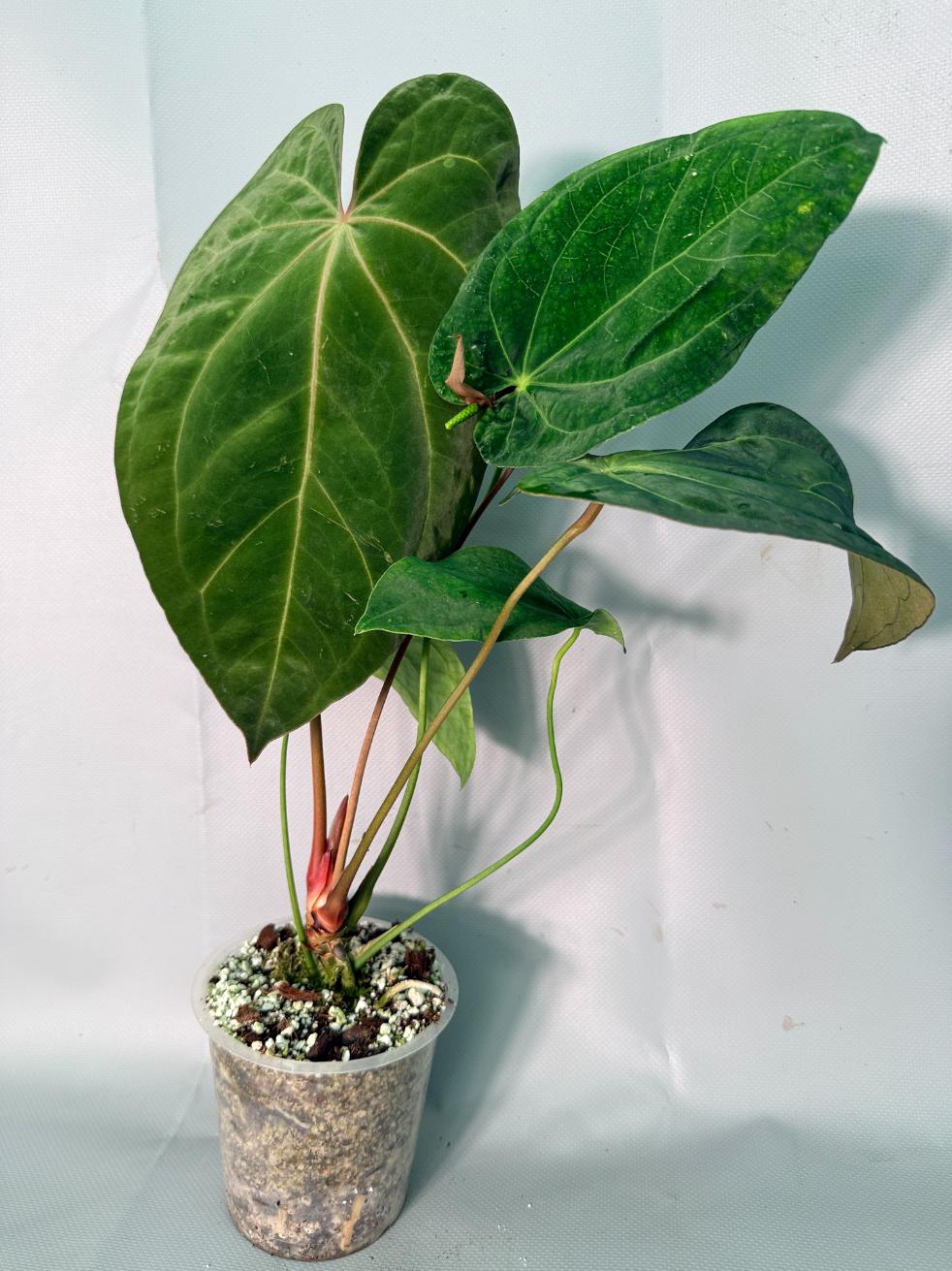 Anthurium Papillilaminum x Magnificum XL