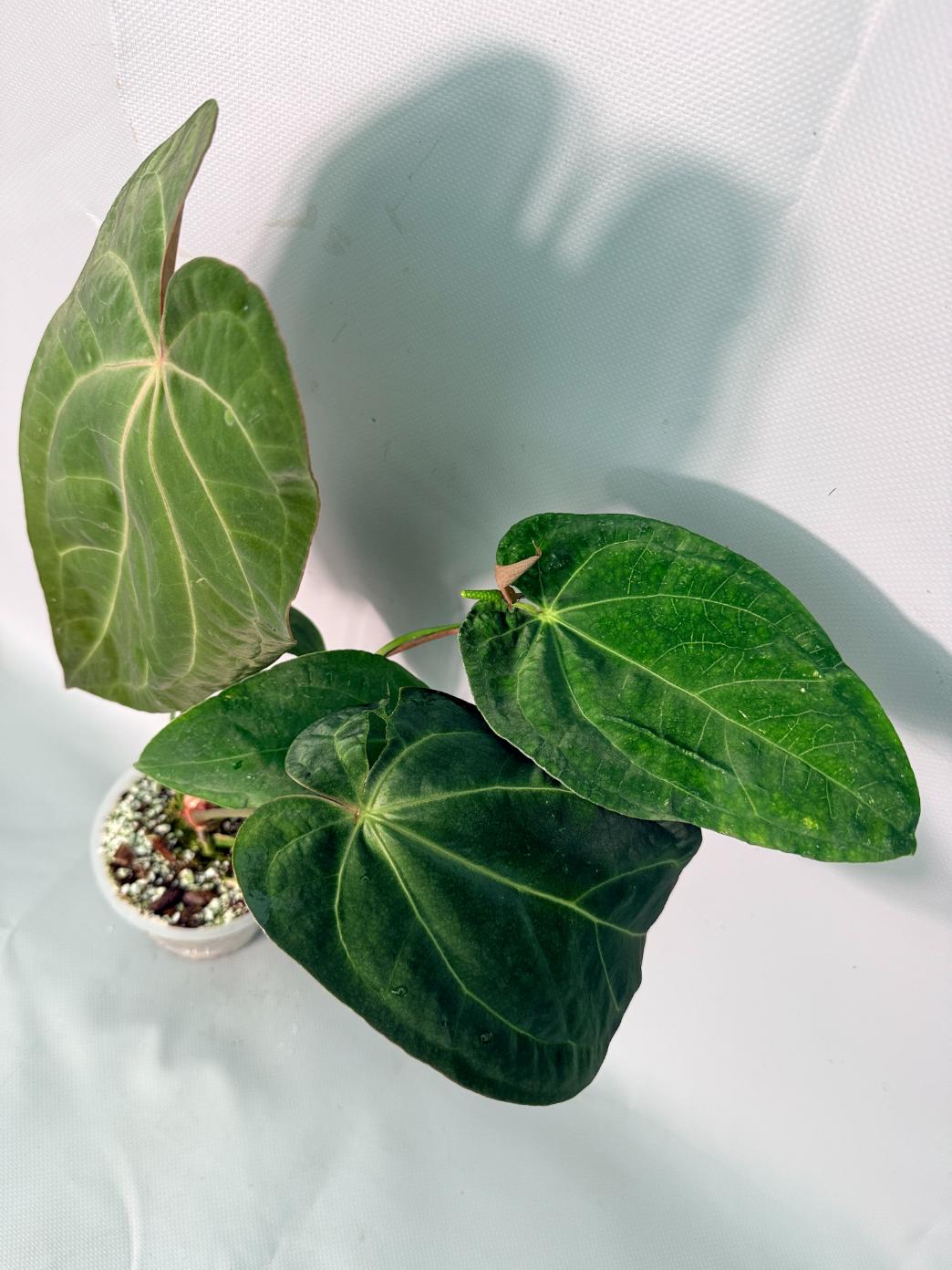Anthurium Papillilaminum x Magnificum XL