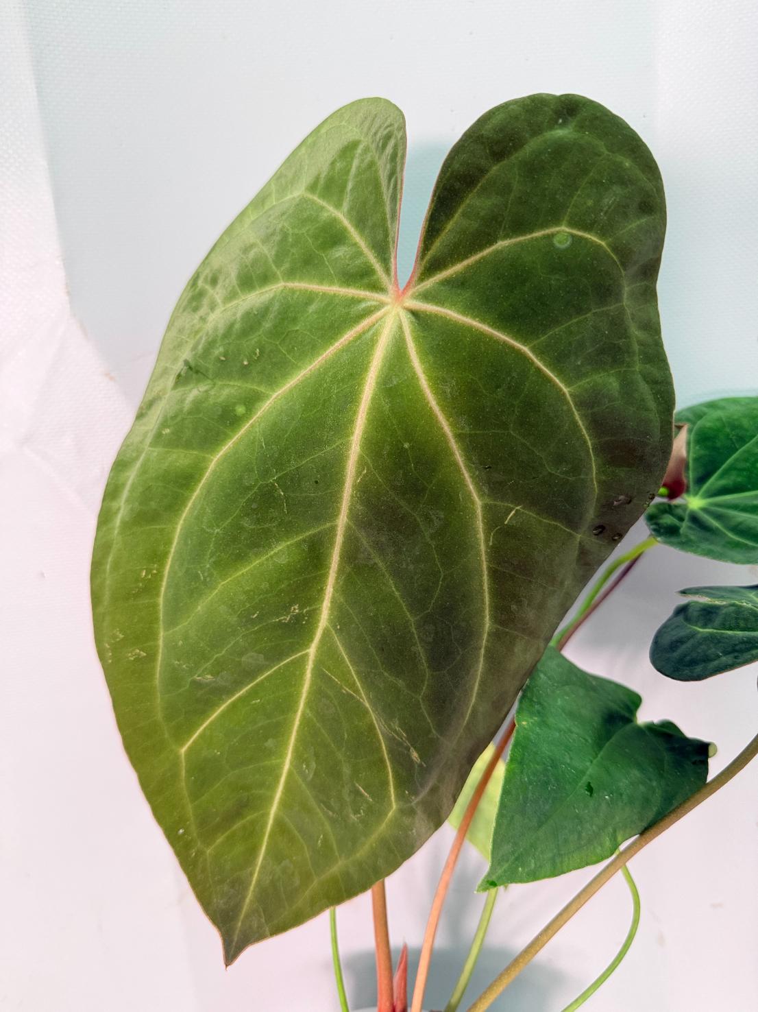 Anthurium Papillilaminum x Magnificum XL