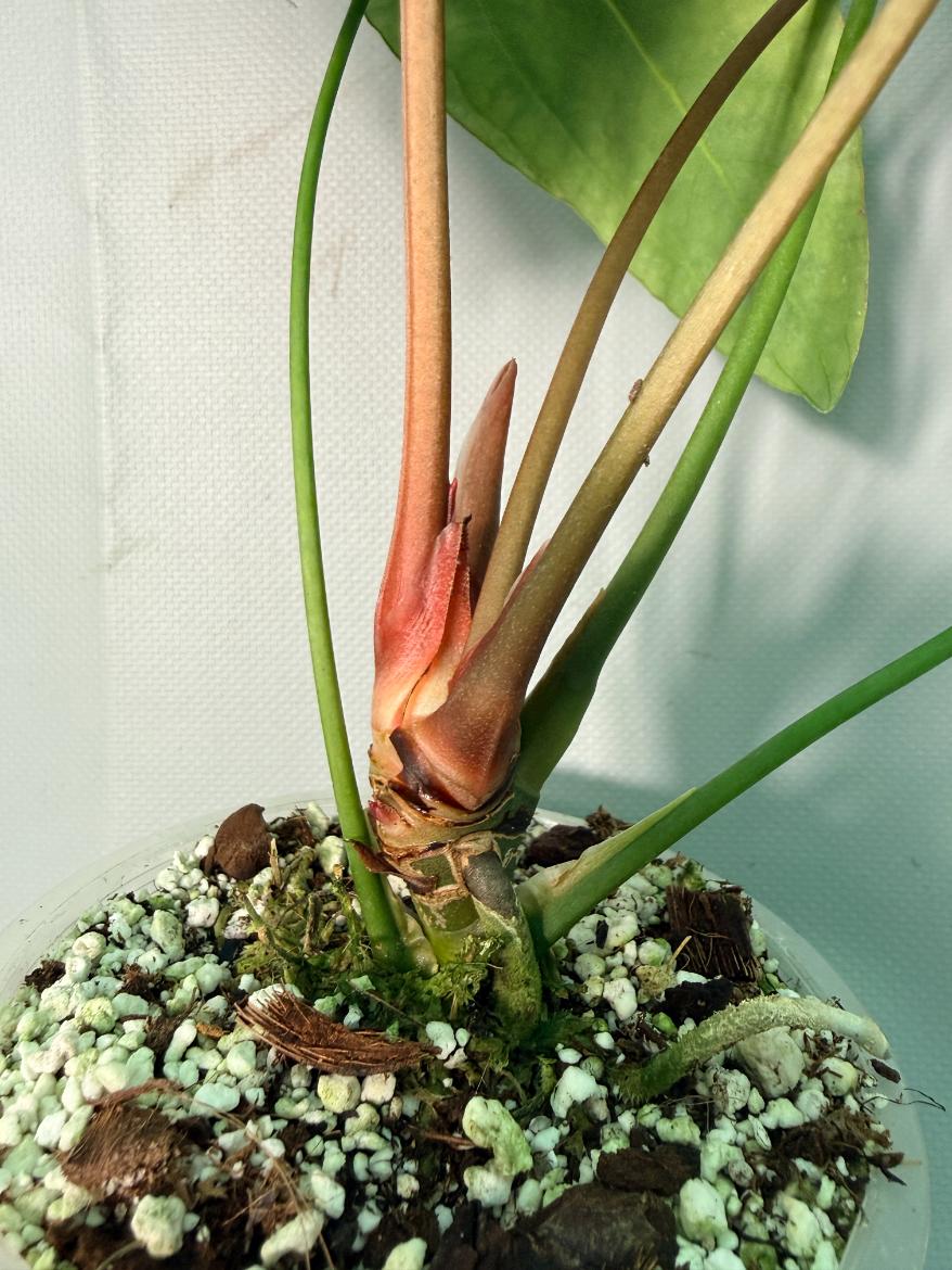 Anthurium Papillilaminum x Magnificum XL