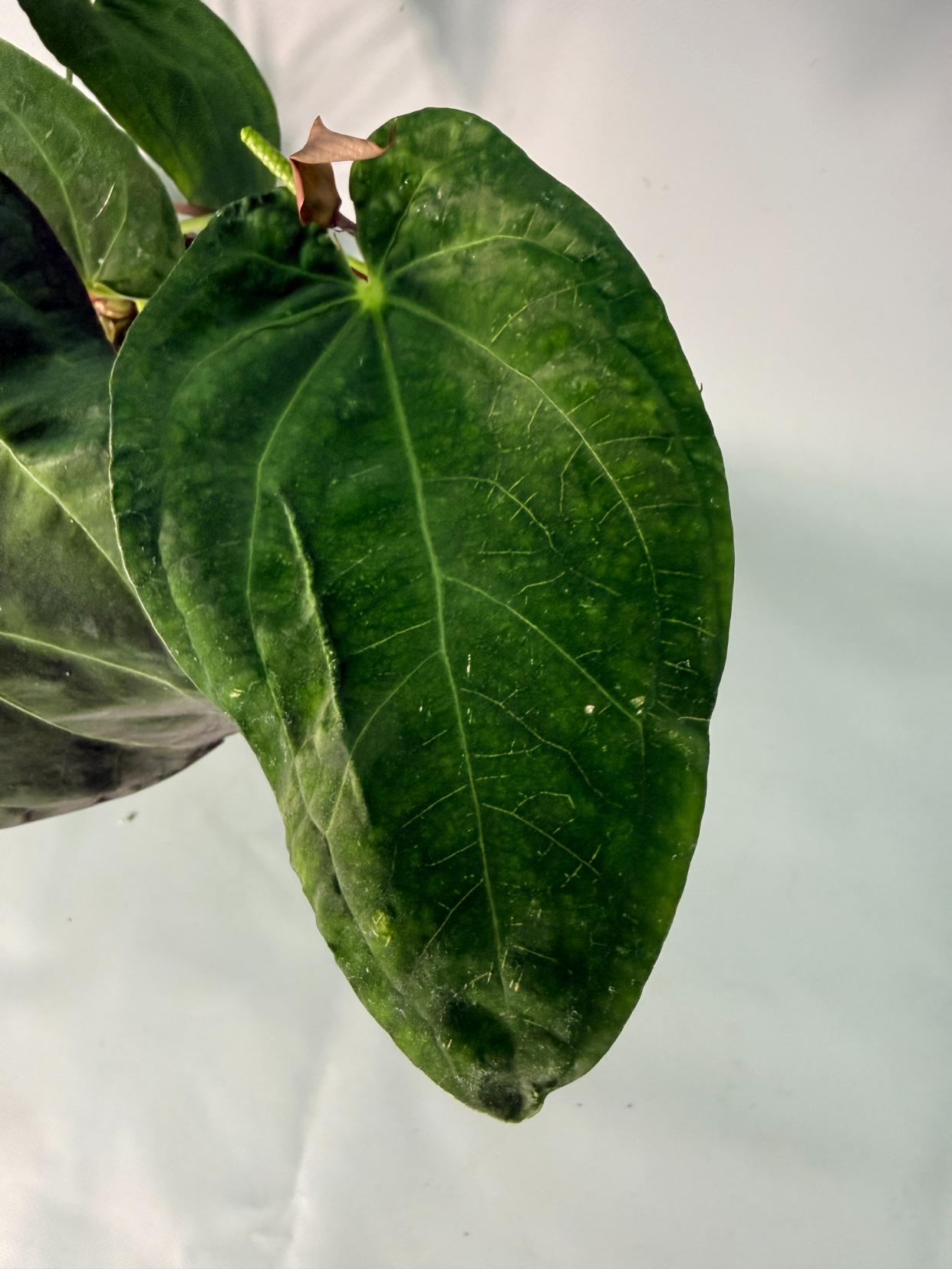 Anthurium Papillilaminum x Magnificum XL