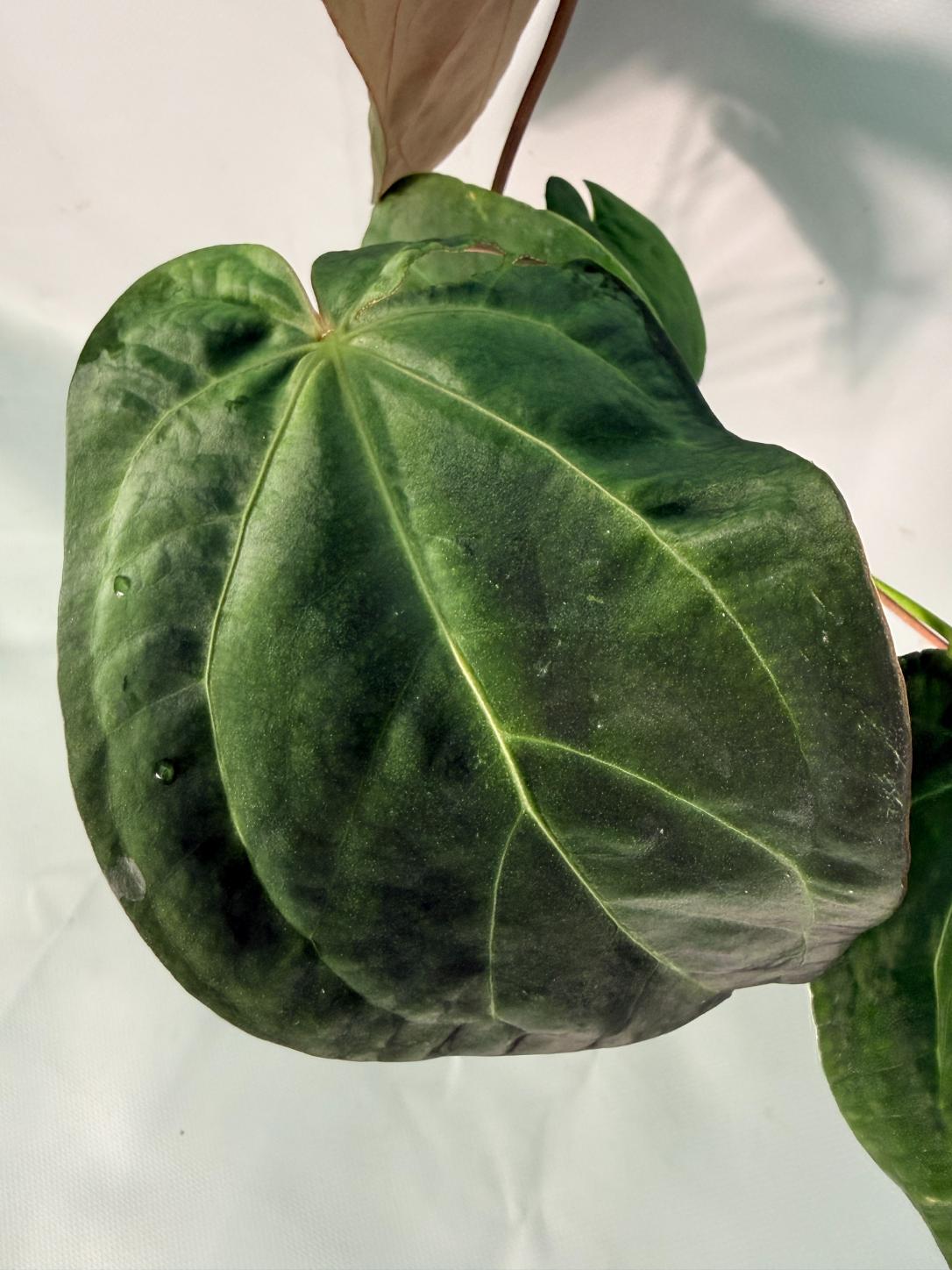 Anthurium Papillilaminum x Magnificum XL