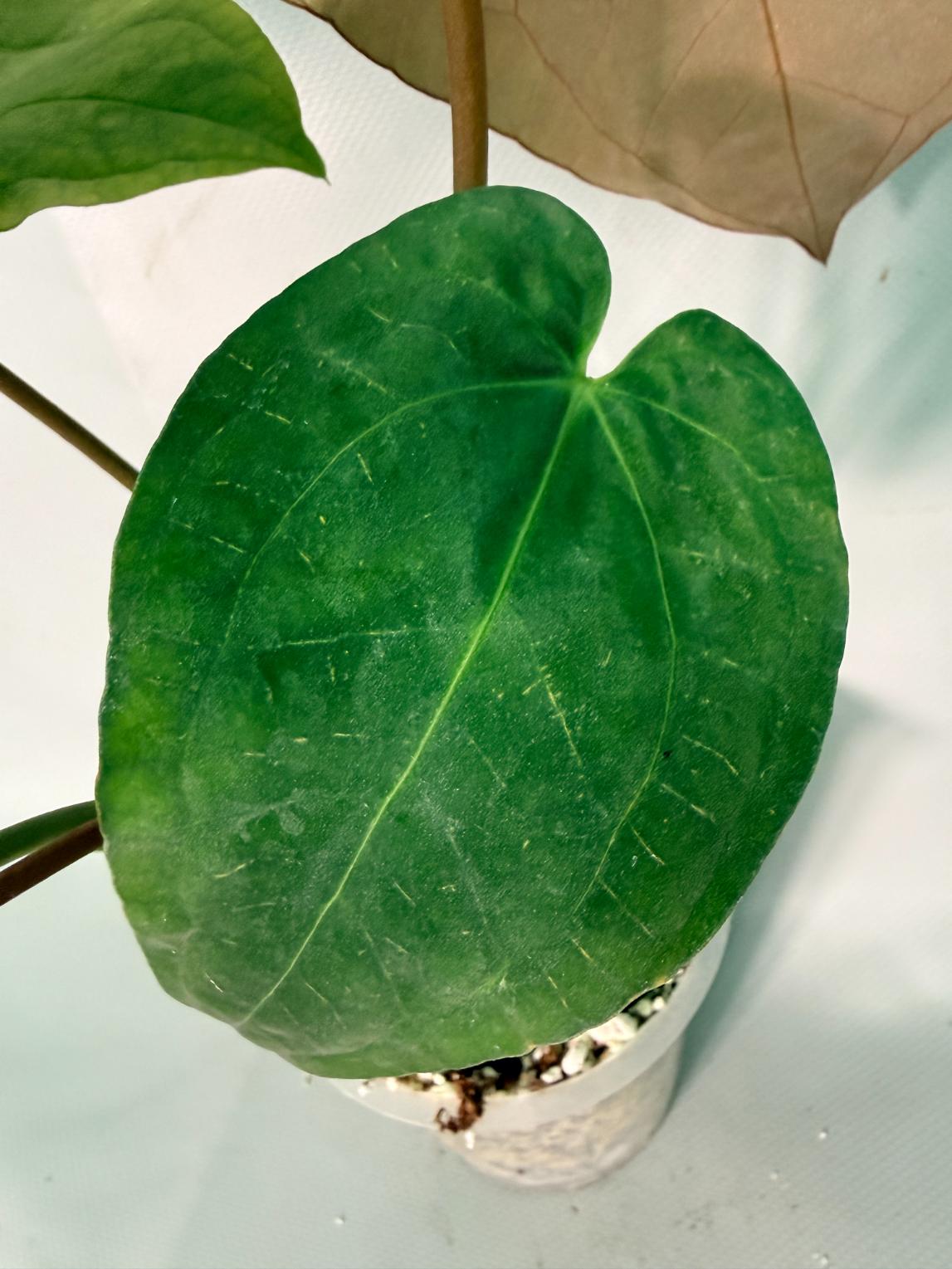 Anthurium Papillilaminum x Magnificum XL